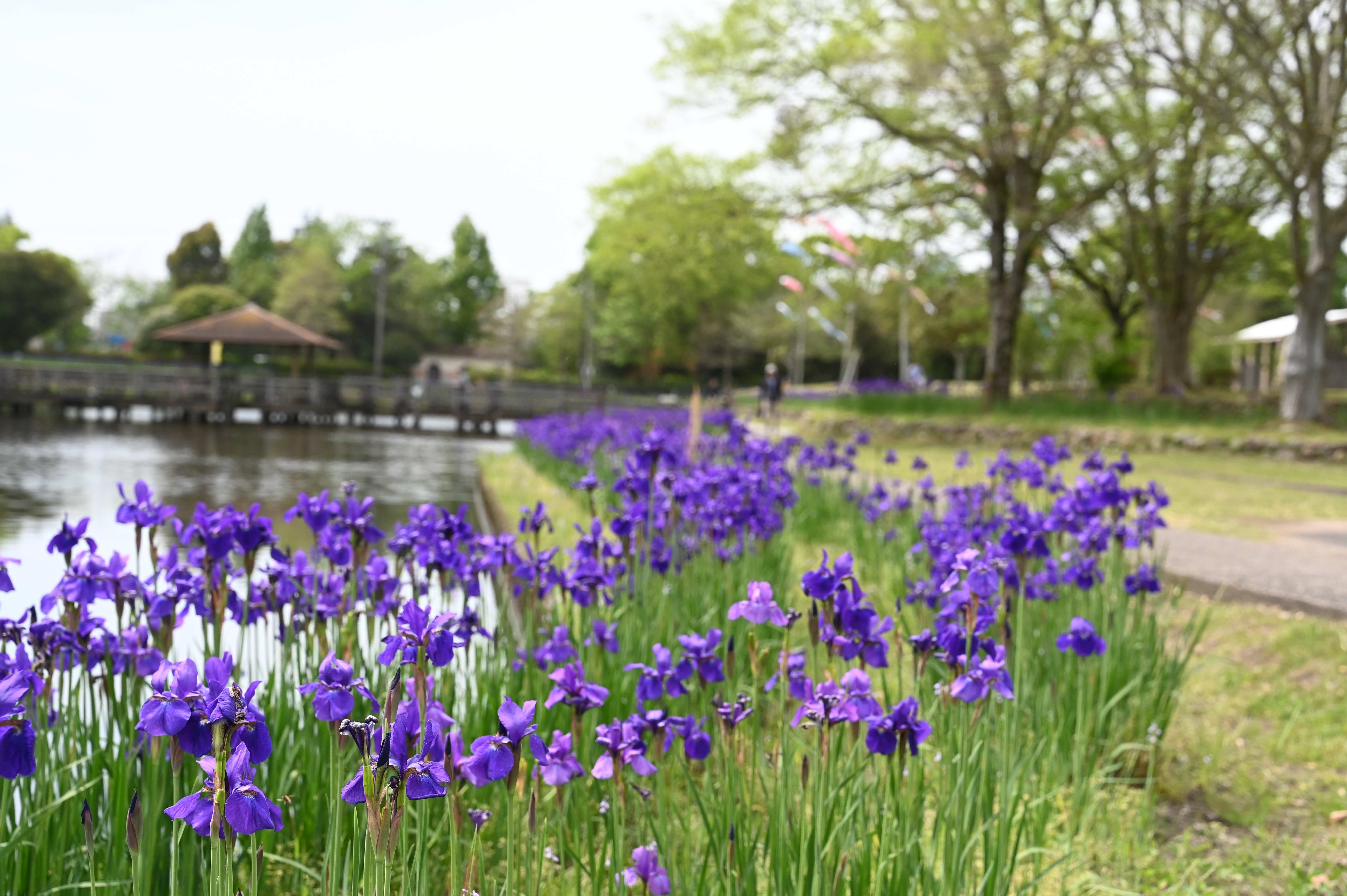 早水公園-5枚目-