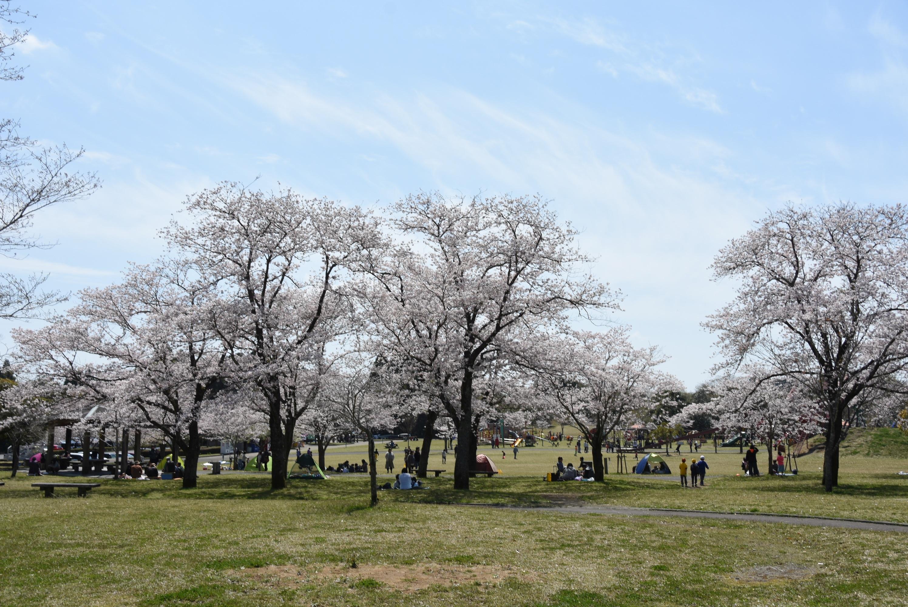 母智丘公園くまそ広場-4枚目-