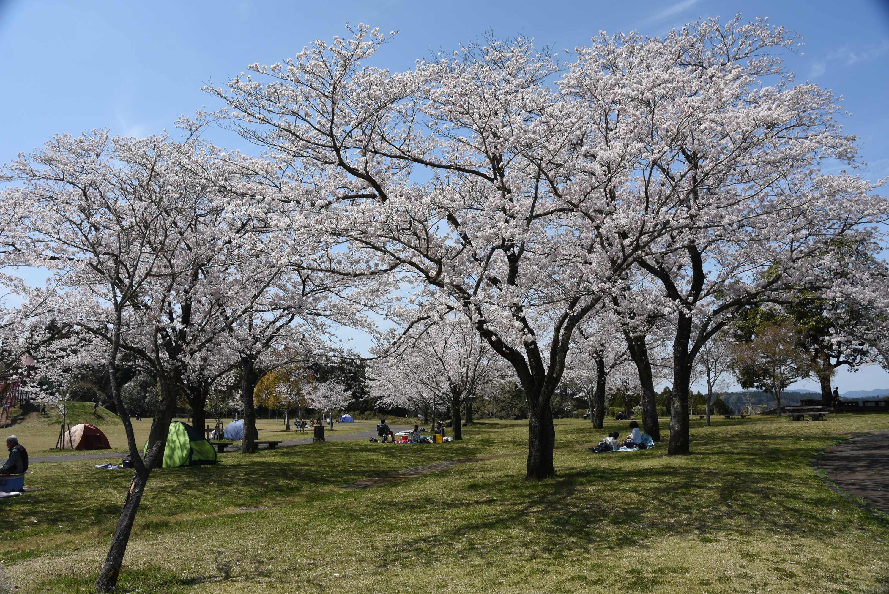 母智丘公園くまそ広場-6枚目-