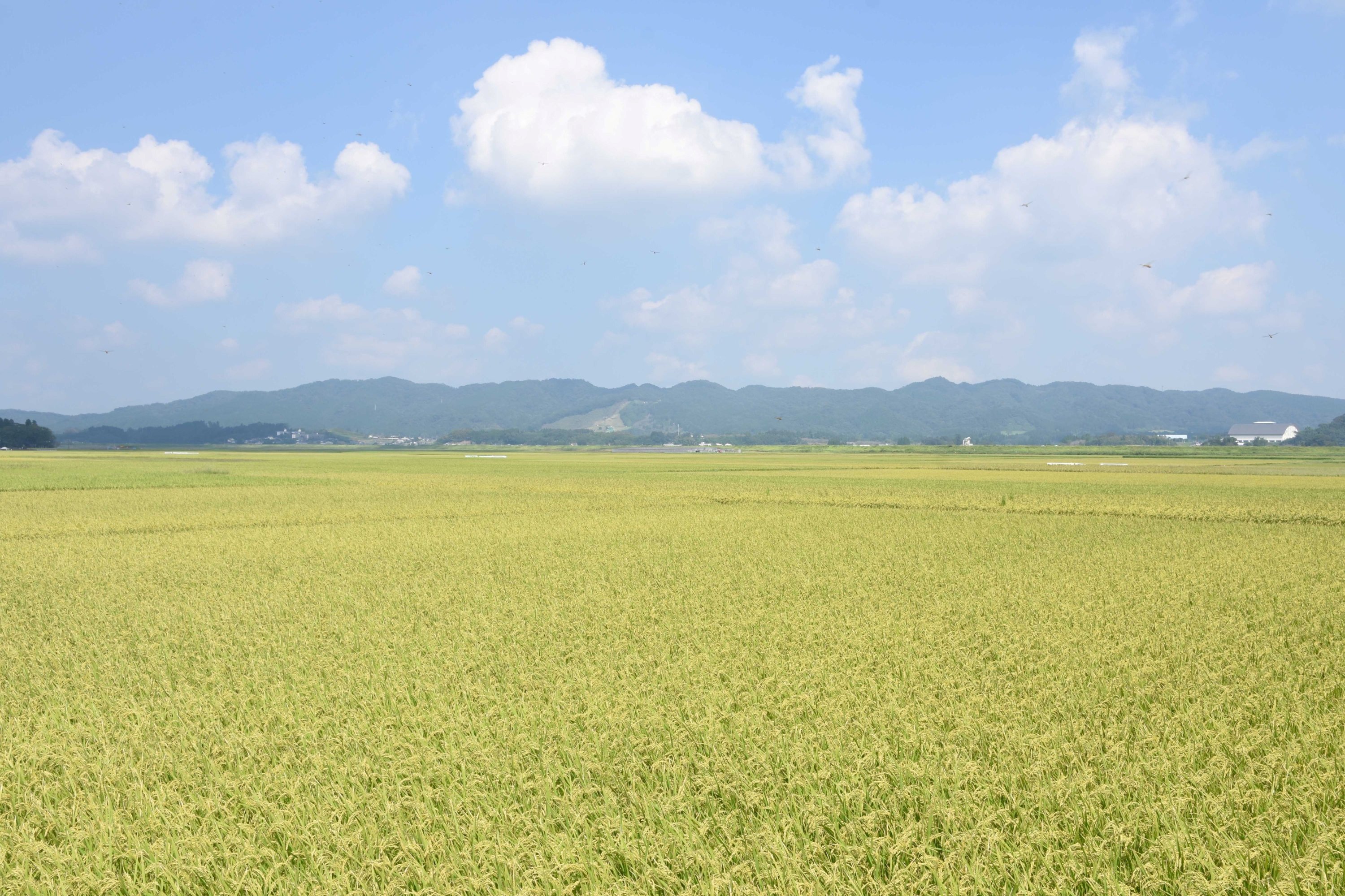 田園風景-5枚目-