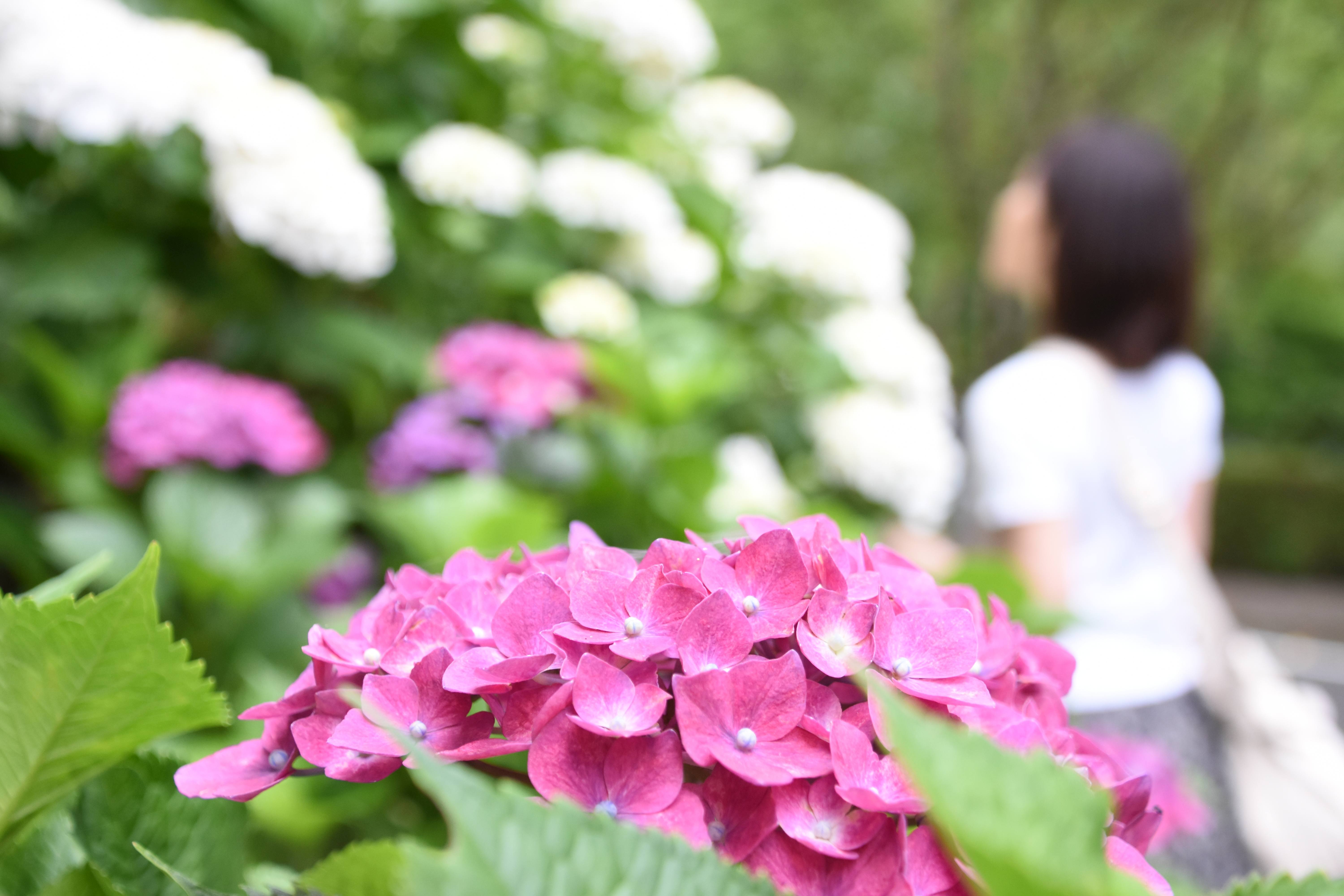 山之口あじさい公園-5枚目-