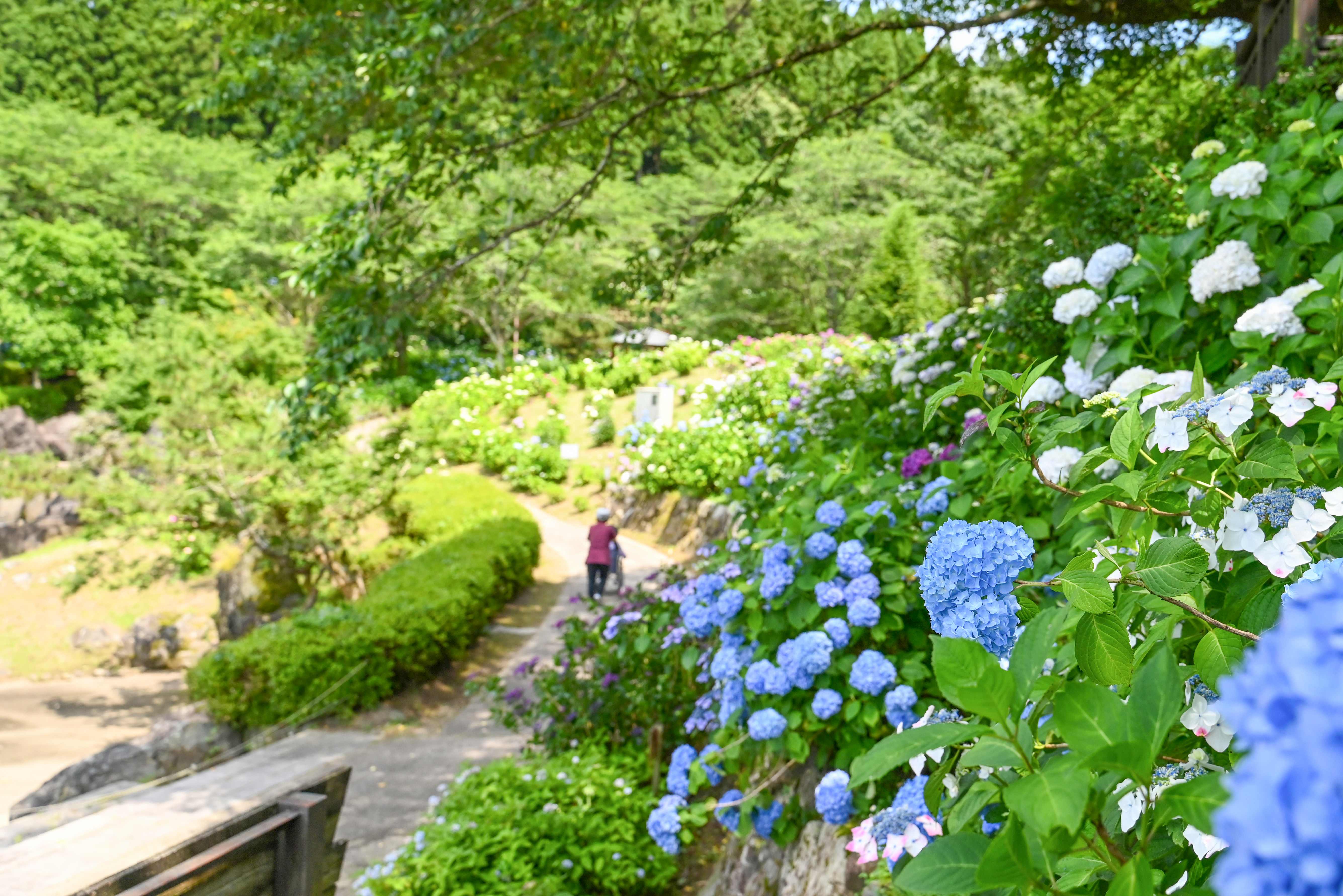 山之口あじさい公園-6枚目-