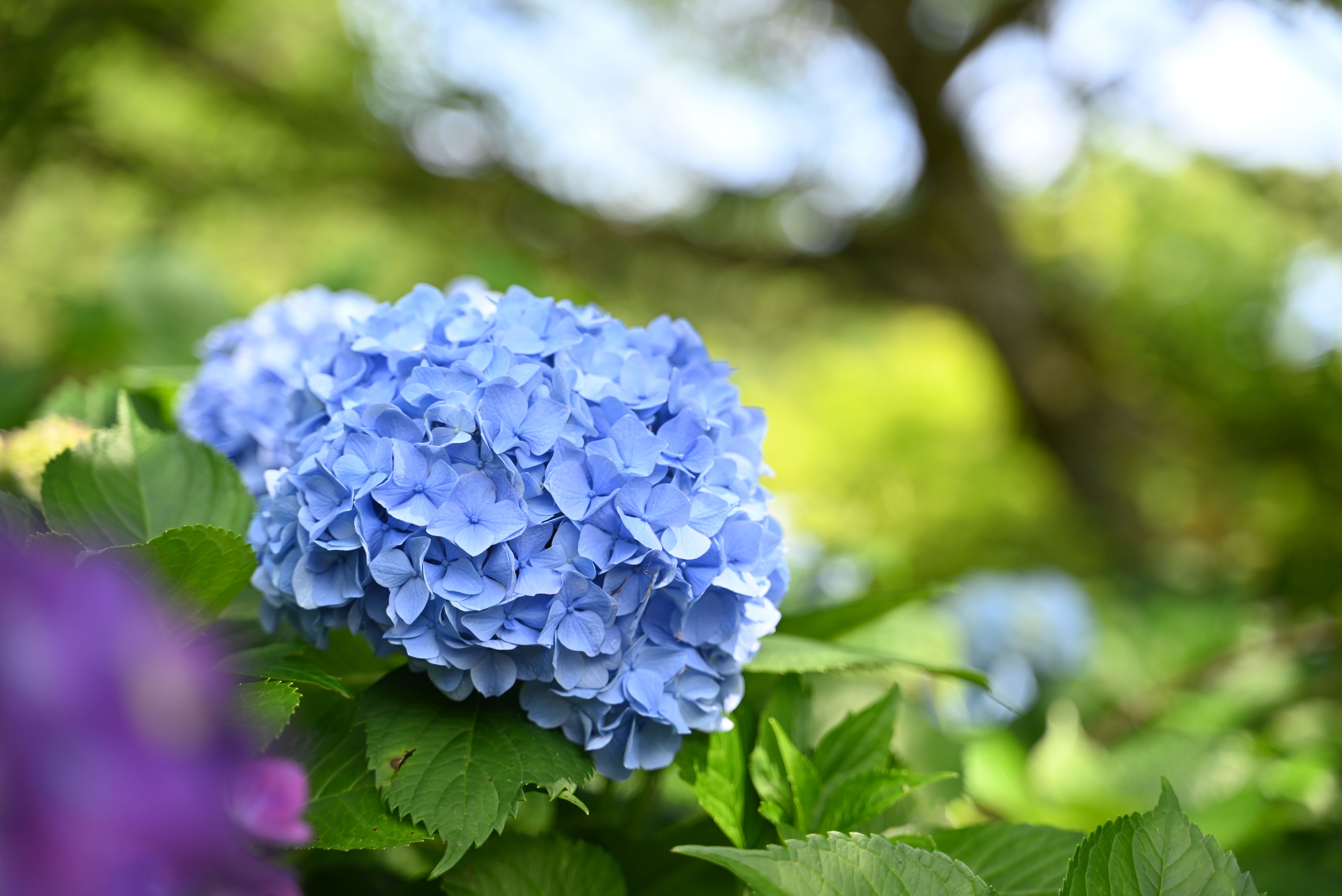 山之口あじさい公園-22枚目-