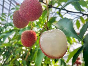 都城産生ライチ太陽の真珠