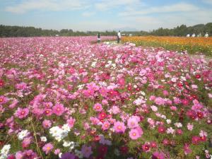 見頃の2層のコスモスです♪