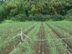 しょうが圃場のレインガン