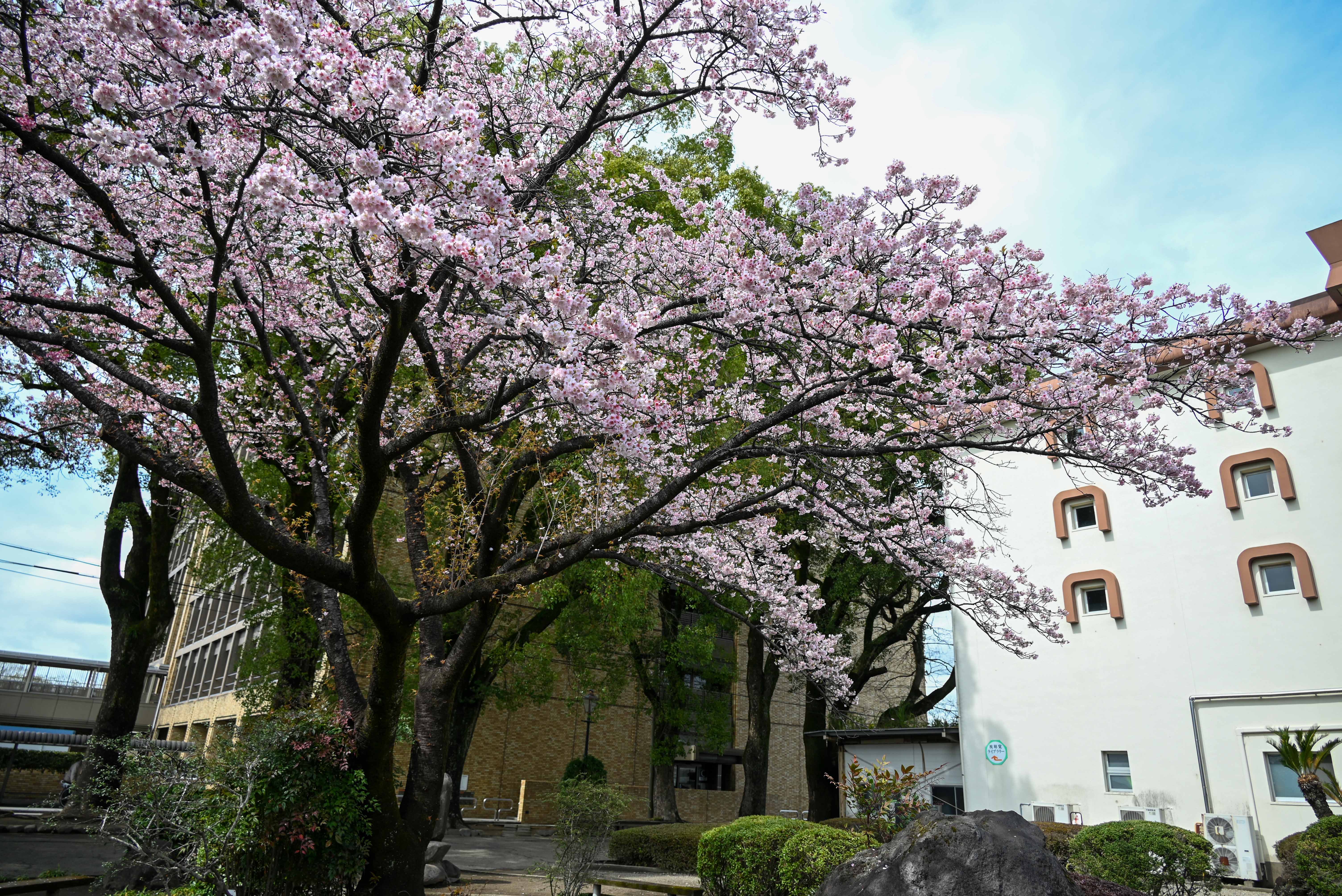 旧図書館と寒桜