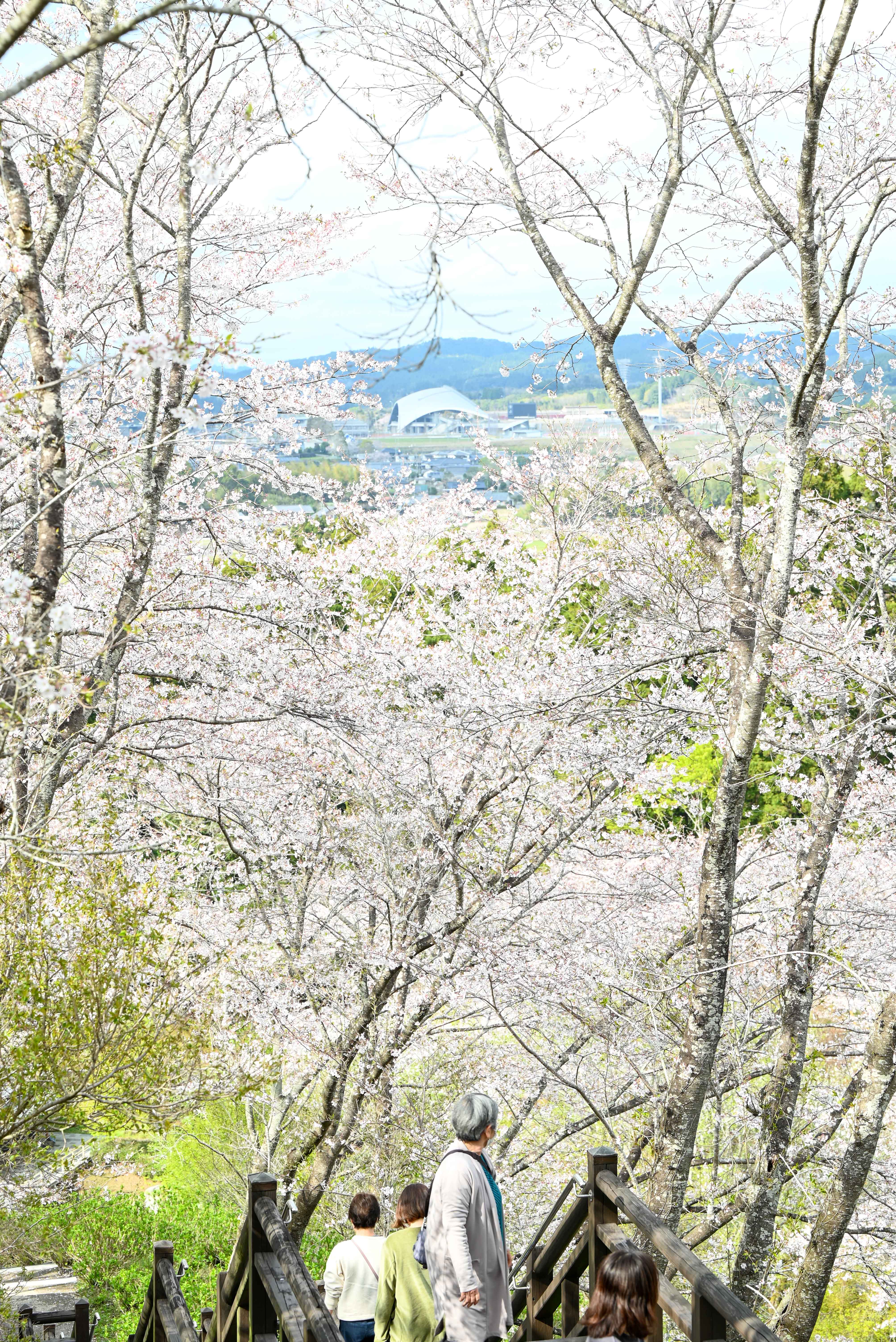 あじさい公園