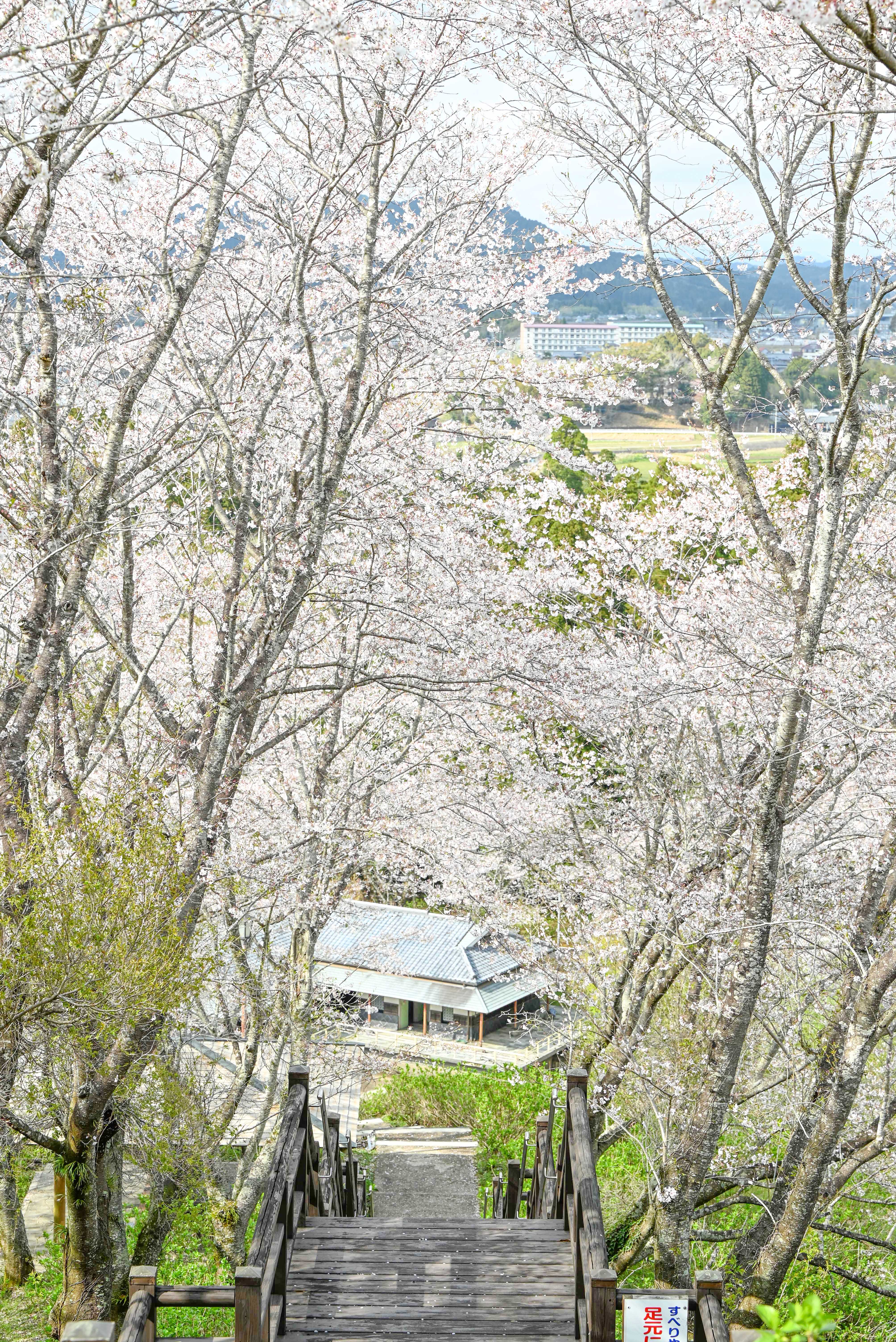 あじさい公園