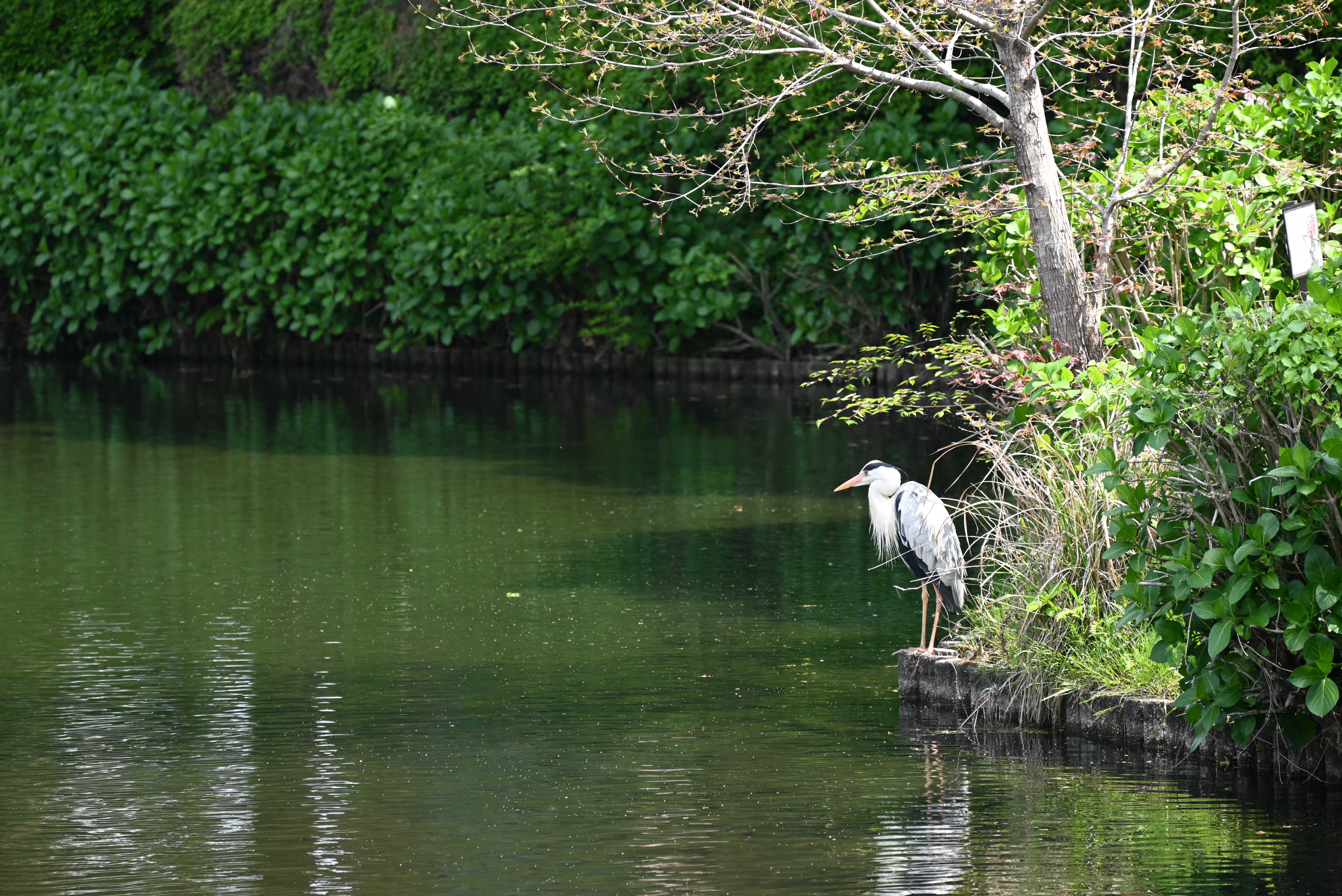 早水公園