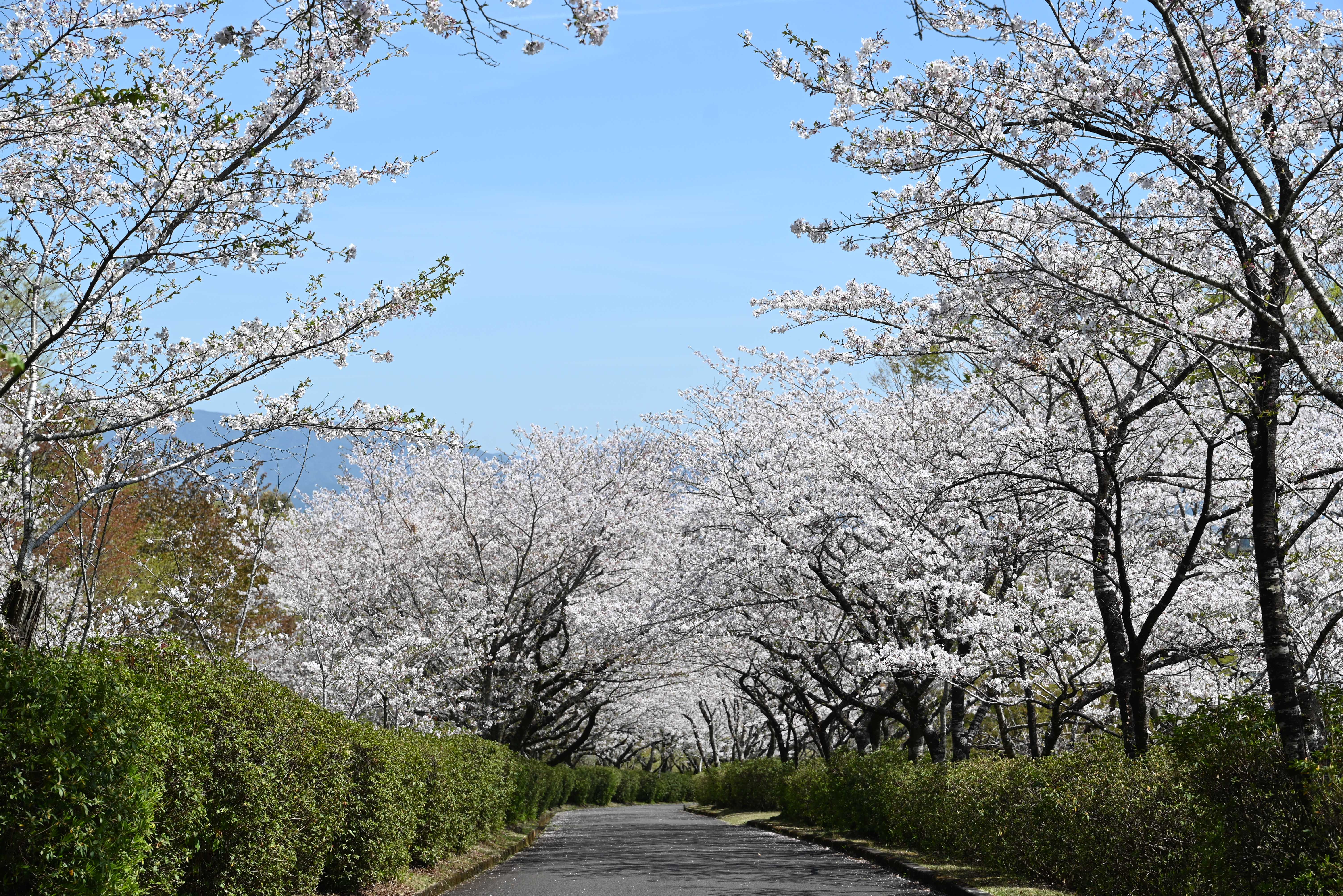 一堂ヶ丘公園