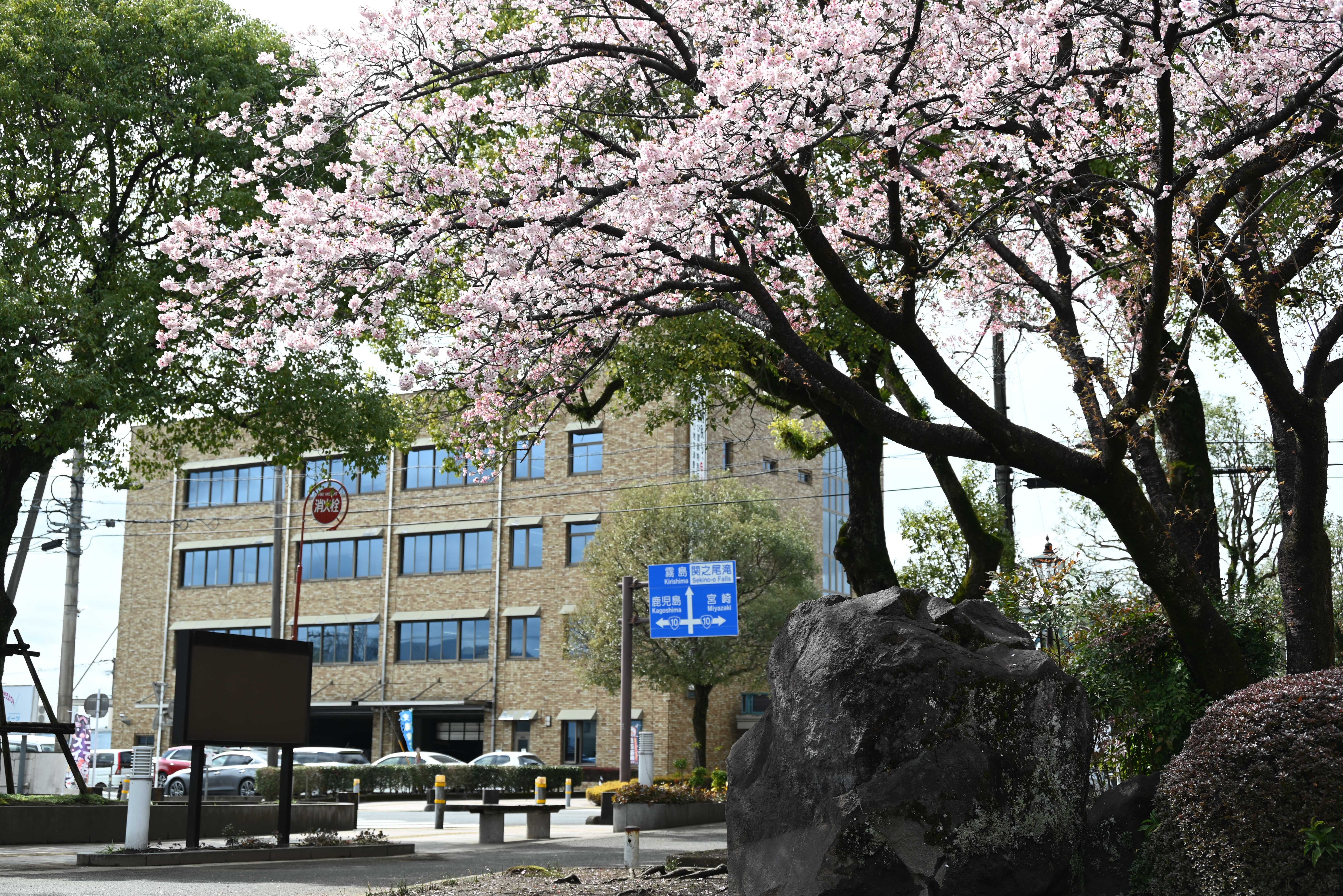 旧図書館と寒桜