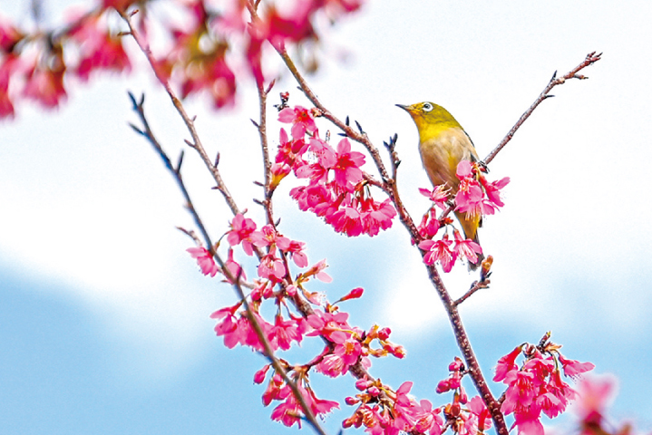 神柱公園の寒緋桜