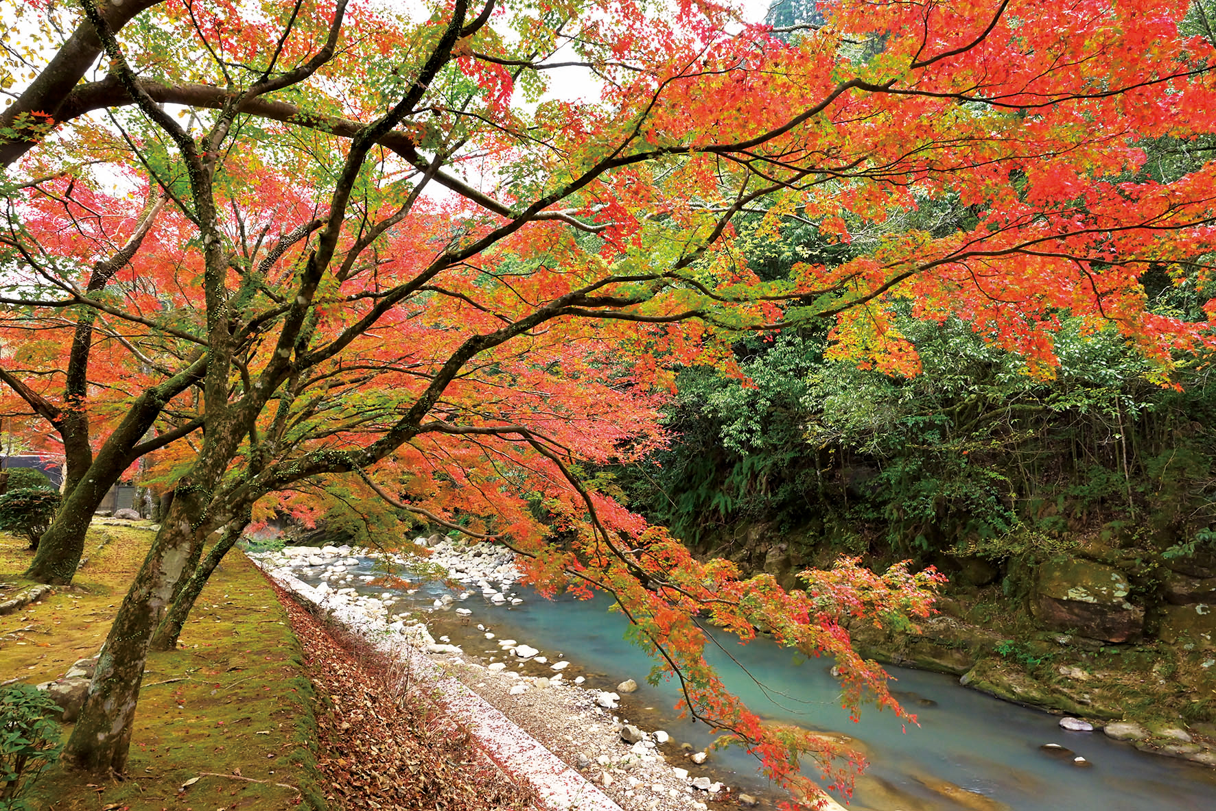 青井岳荘の紅葉