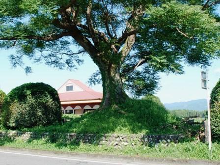 今町一里塚　東