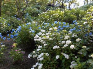 令和７年６月６日、山之口あじさい公園のアジサイ開花状況です。公園全体は４割から５割ほどの開花しています。
