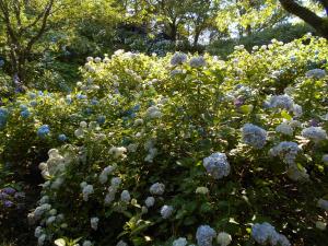 令和７年６月２０日、山之口あじさい公園のアジサイ開花状況です。