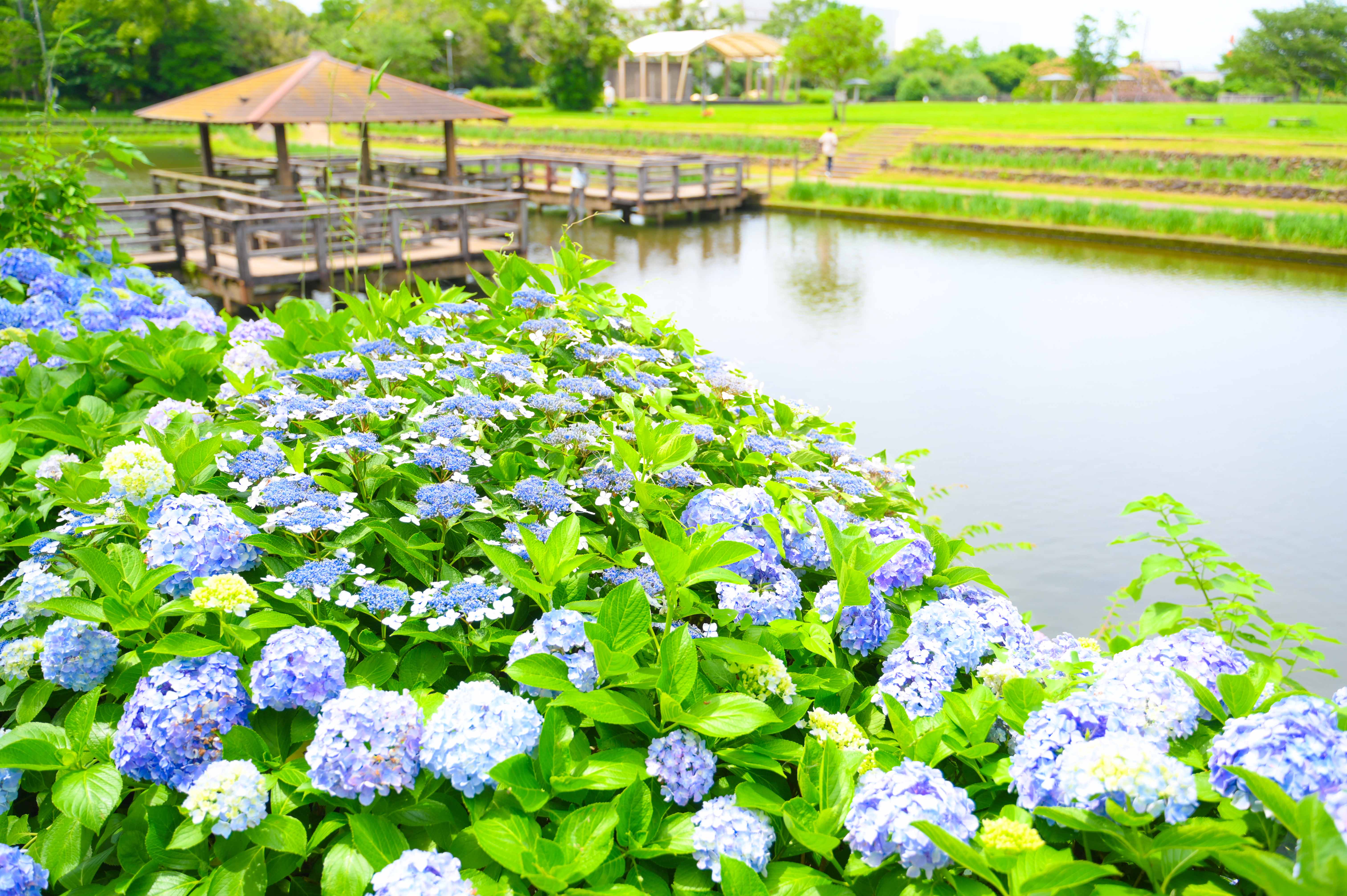 早水公園-31枚目-