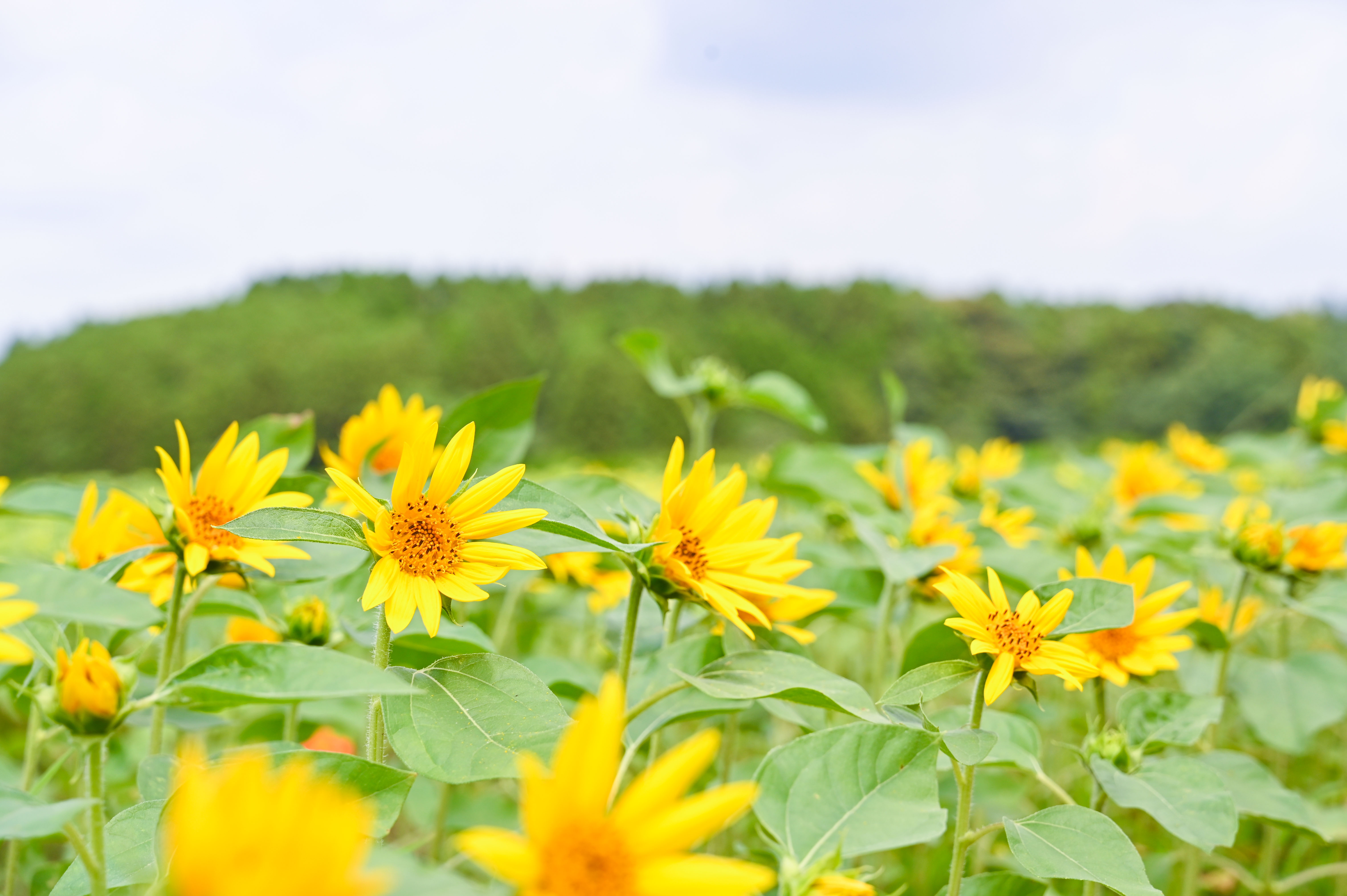 南部ふれあい広場ひまわり-3枚目-