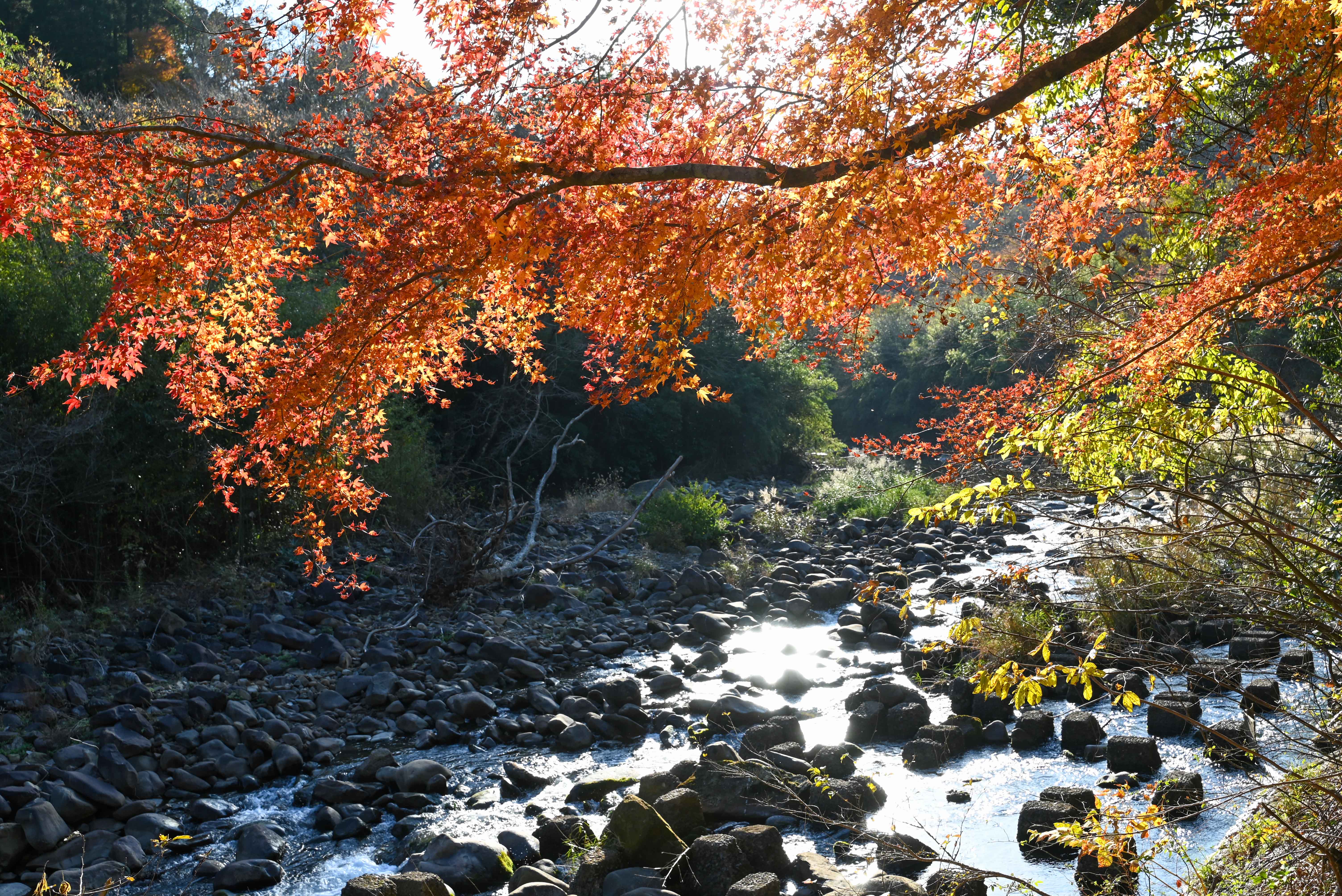 青井岳自然公園-7枚目-