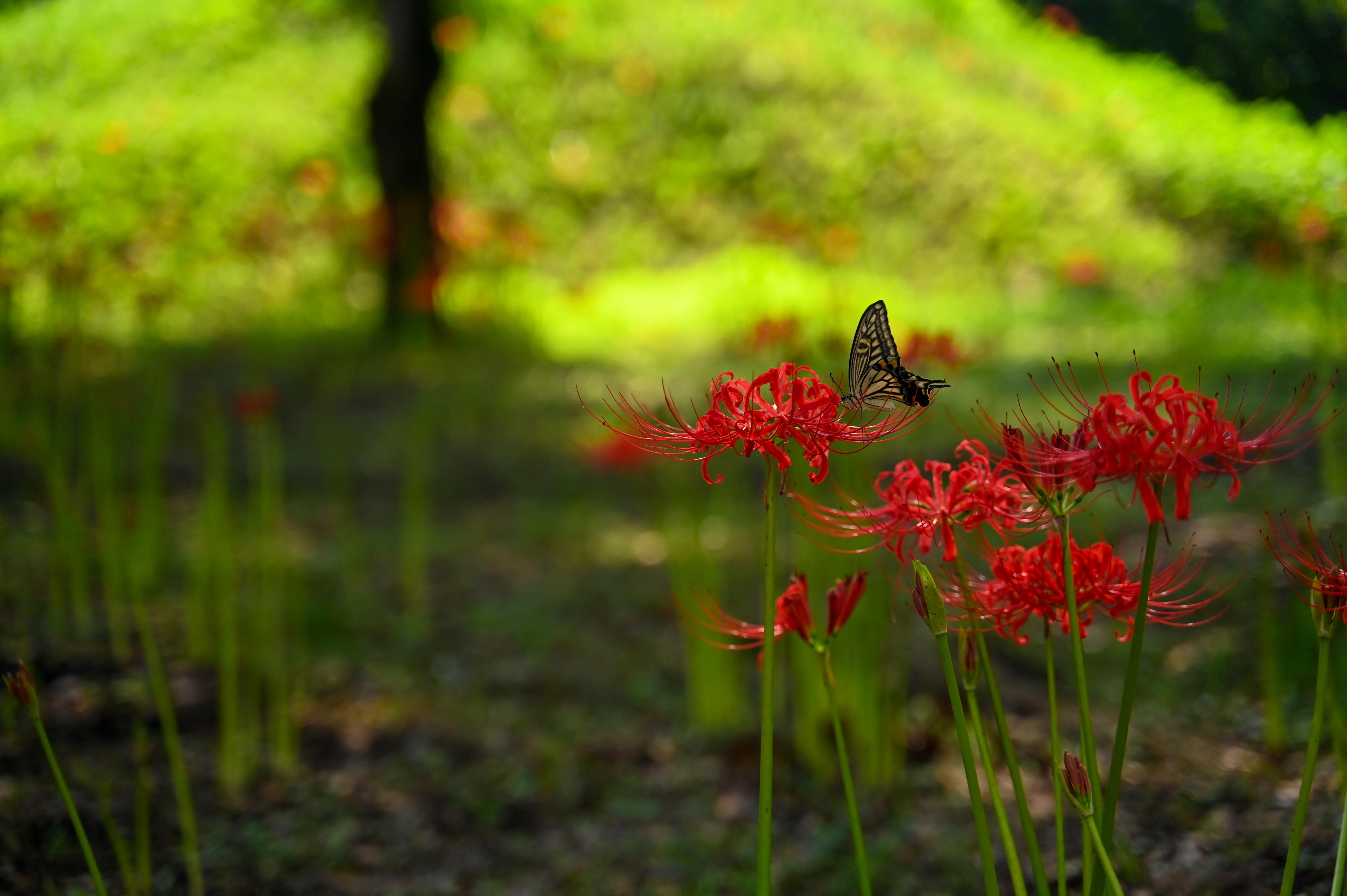 彼岸花（江平小学校）-1枚目-