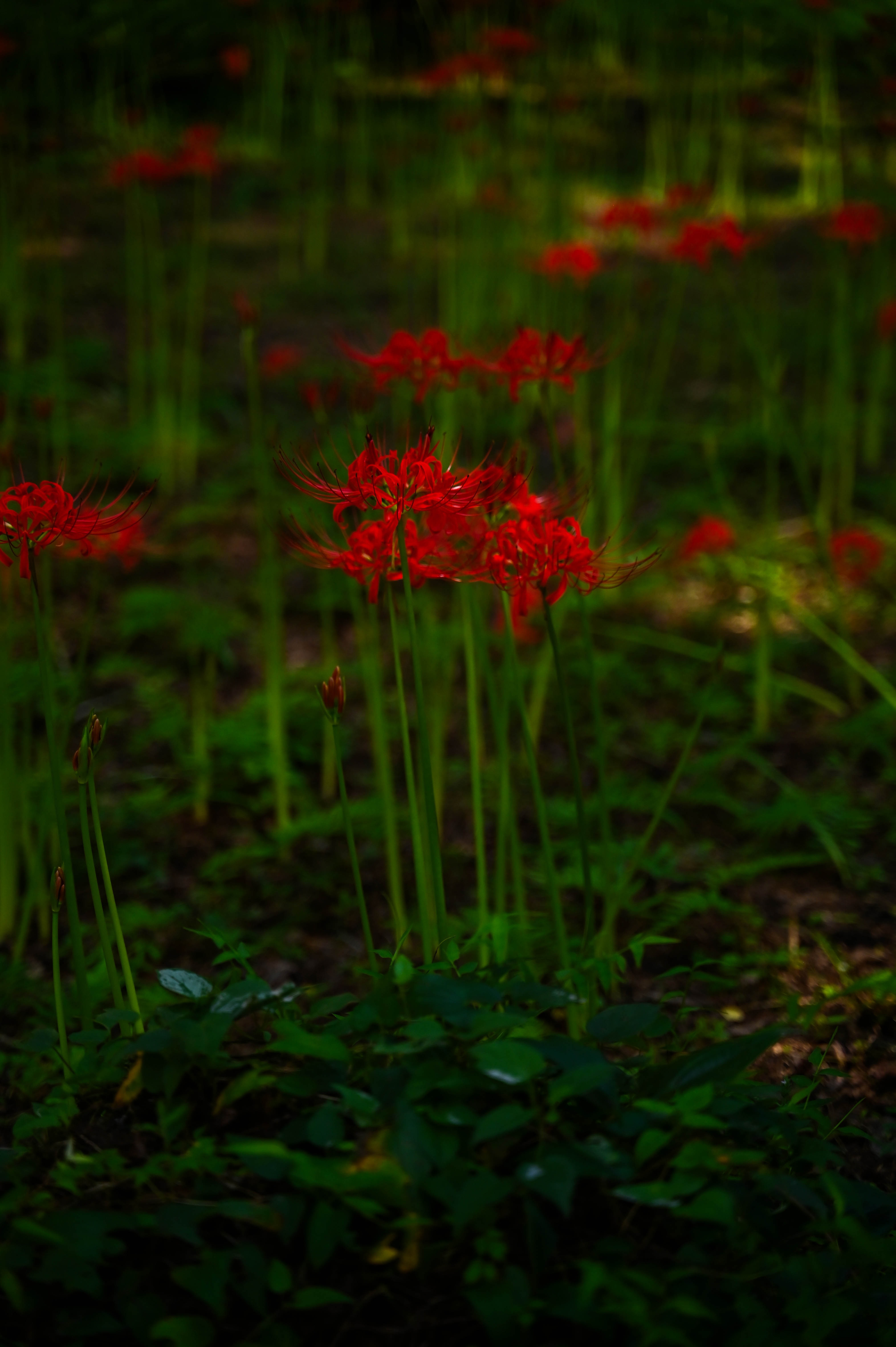 彼岸花（江平小学校）-2枚目-