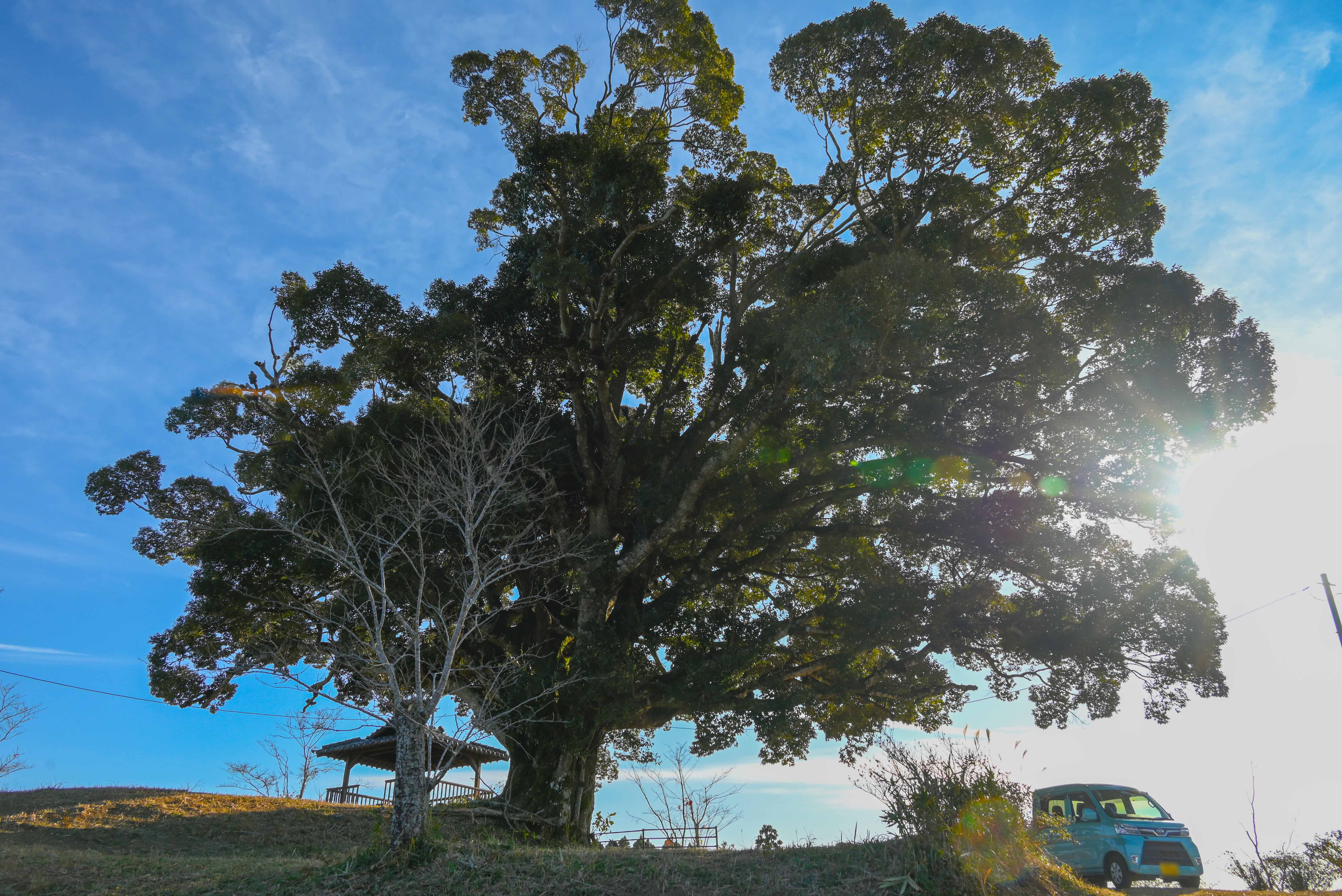 木場城史跡公園のクスノキ