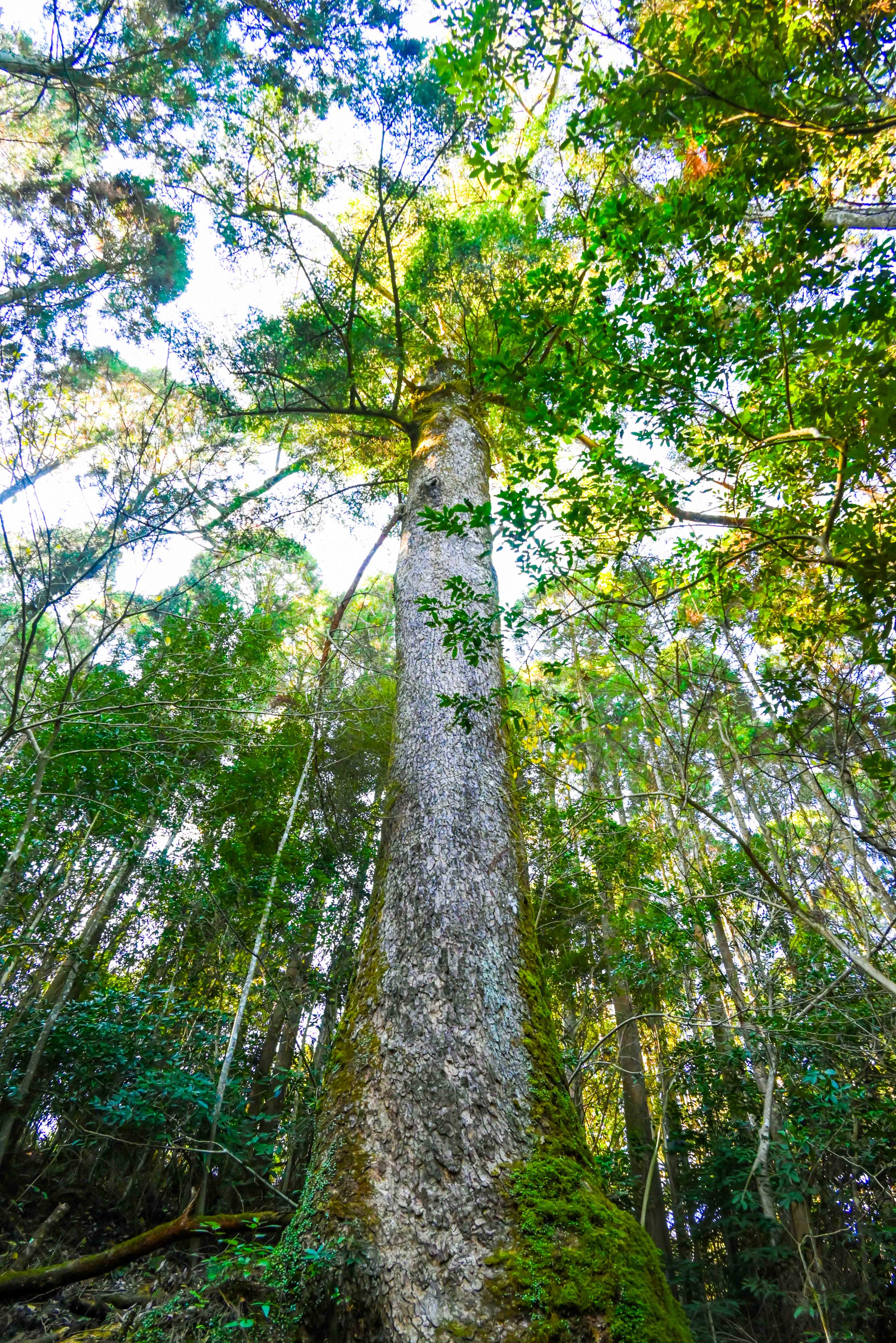 石風呂のモミ-1枚目-