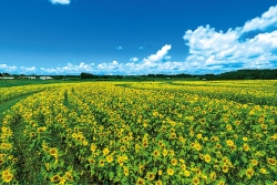 南部ふれあい広場ひまわり（広報都城令和6年8月号「届けたい都城の風景」）