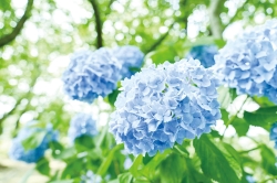 梅雨の晴れ間のあじさい公園（広報都城令和5年7月号「届けたい都城の風景」）