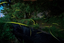 祝吉ホタルの里（広報都城令和6年7月号「届けたい都城の風景」）