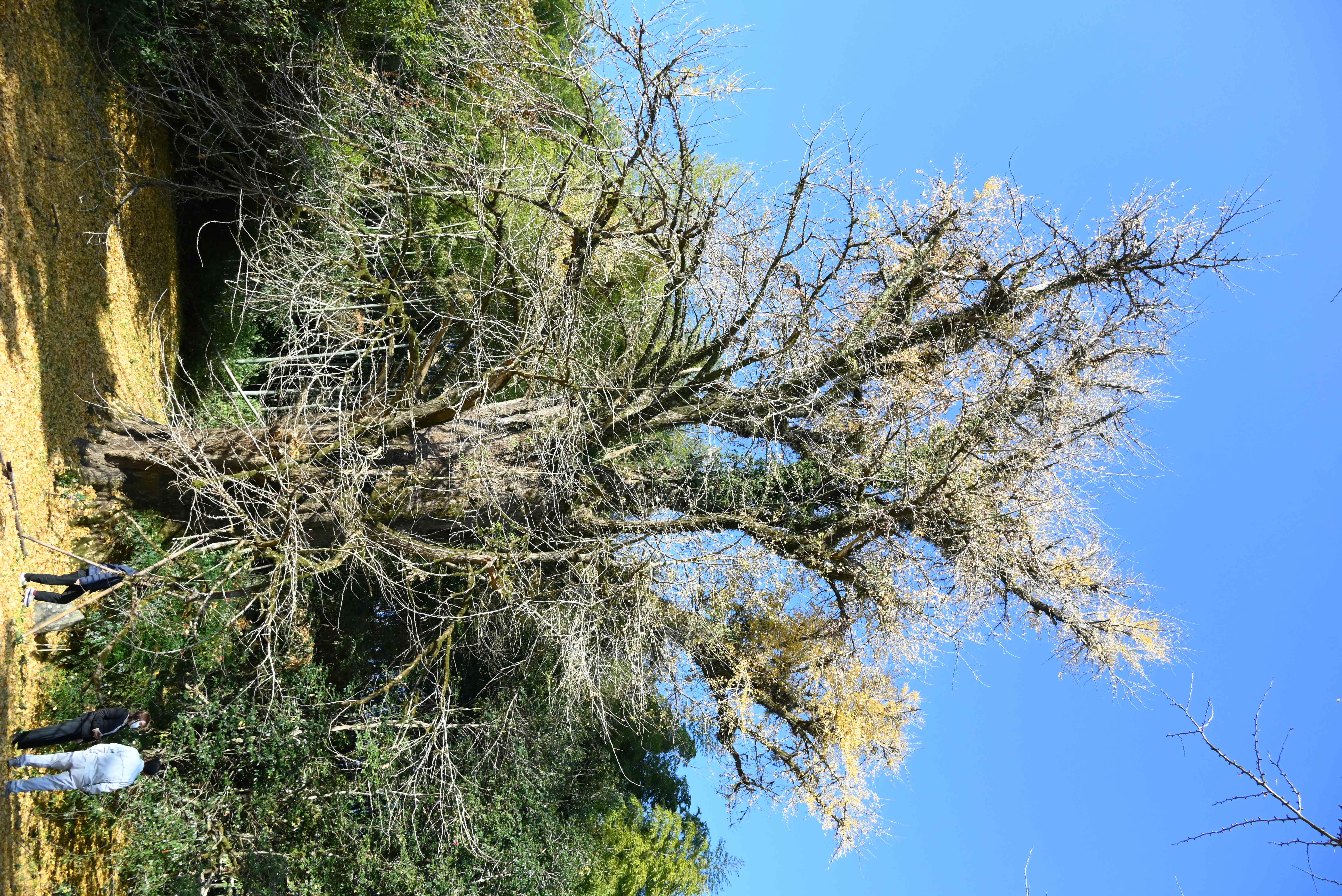 山田の大イチョウ-1枚目-