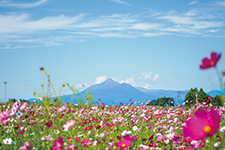 コスモスと霧島山