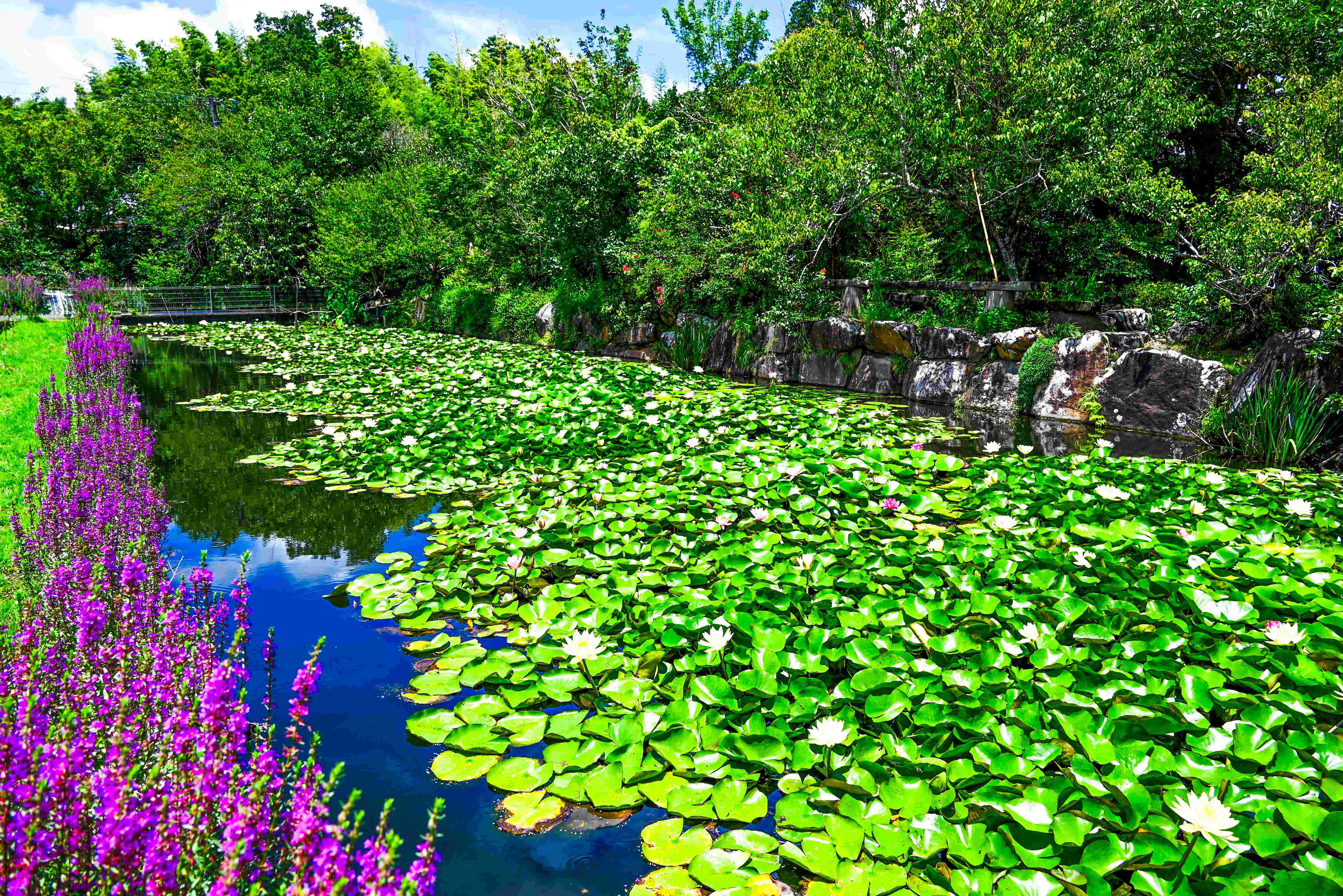 蓮池(児玉池)-4枚目-