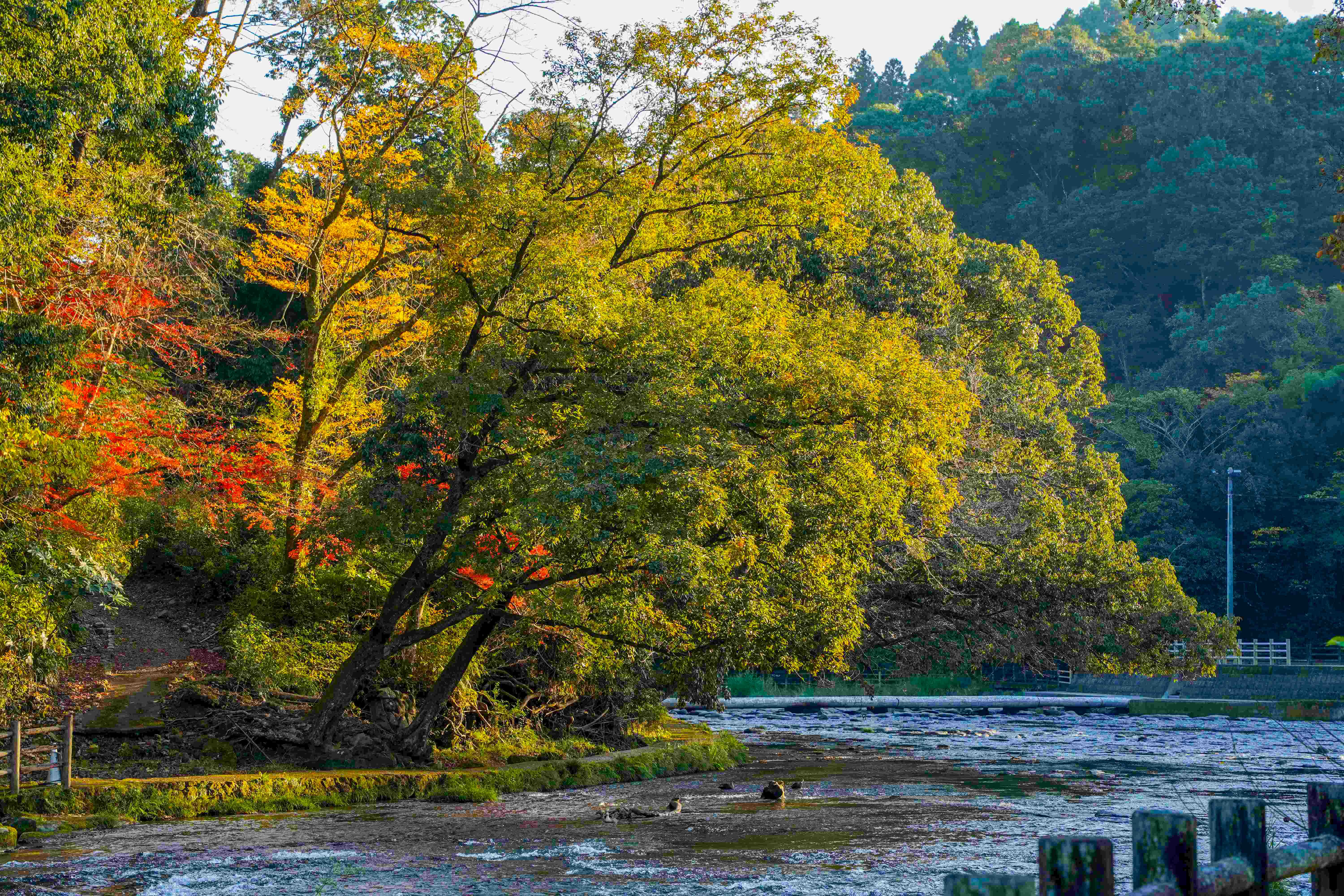 関之尾公園-22枚目-