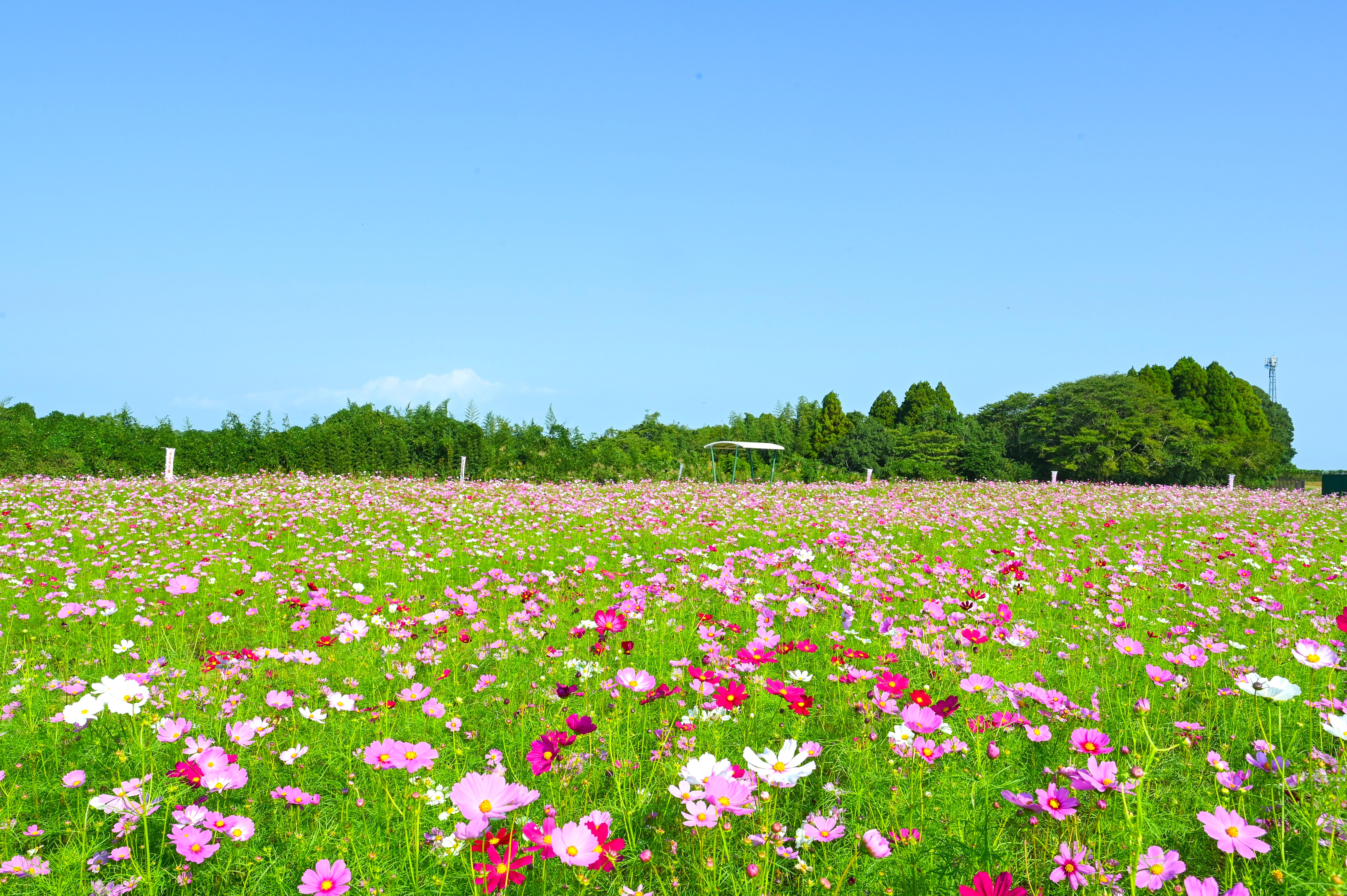 南部ふれあい広場コスモス-1枚目-