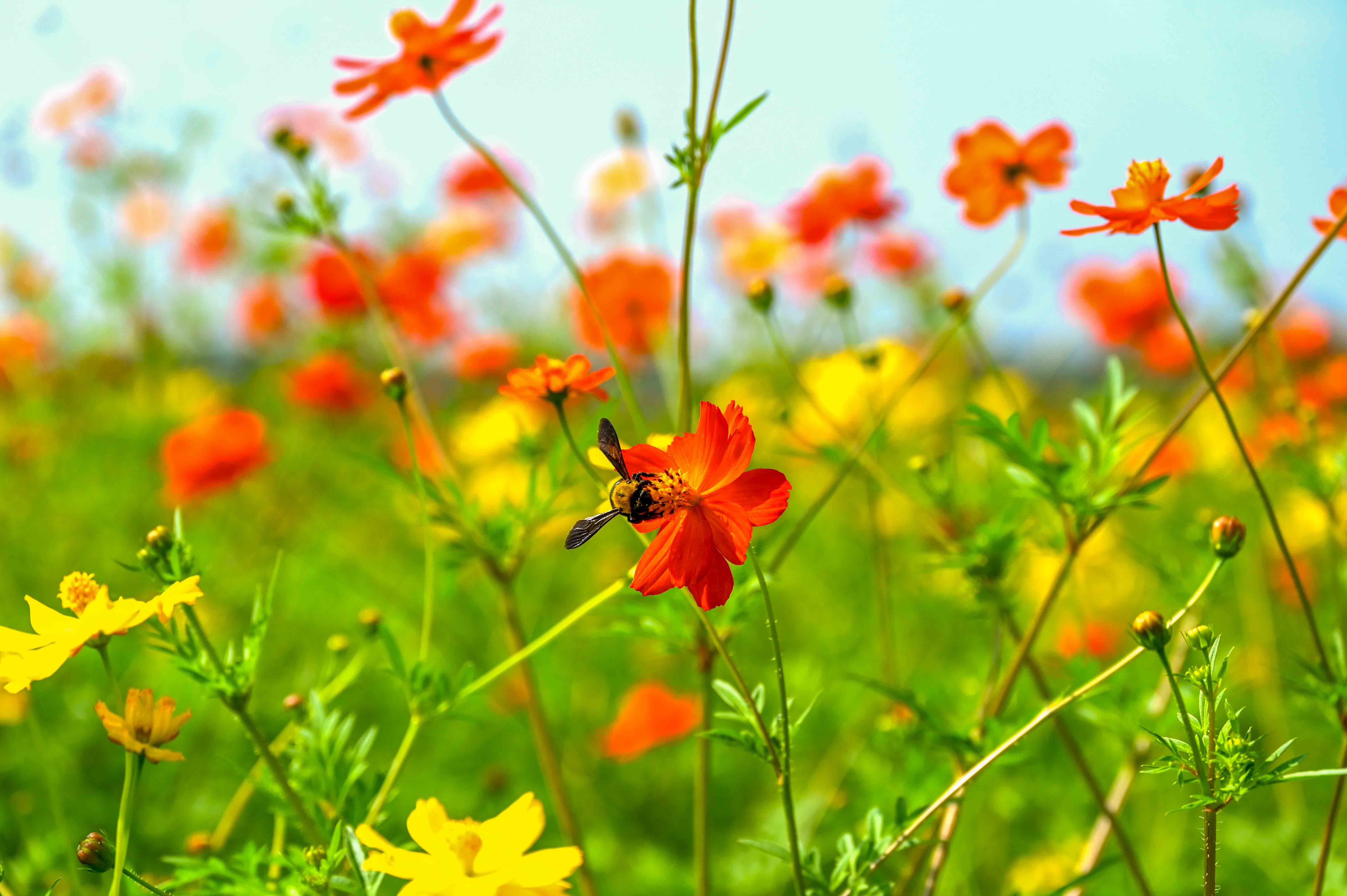 南部ふれあい広場コスモス-2枚目-