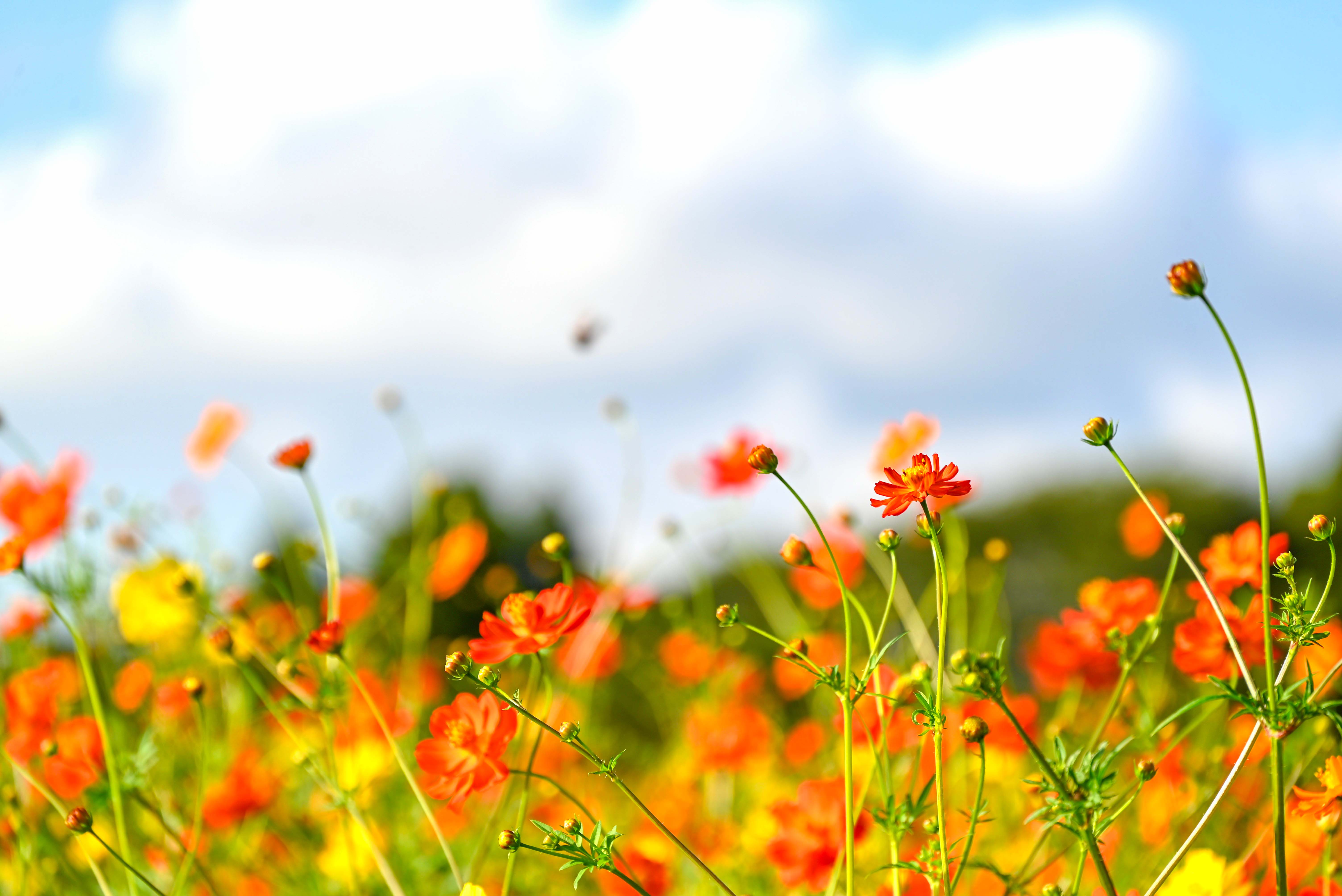 南部ふれあい広場コスモス-3枚目-