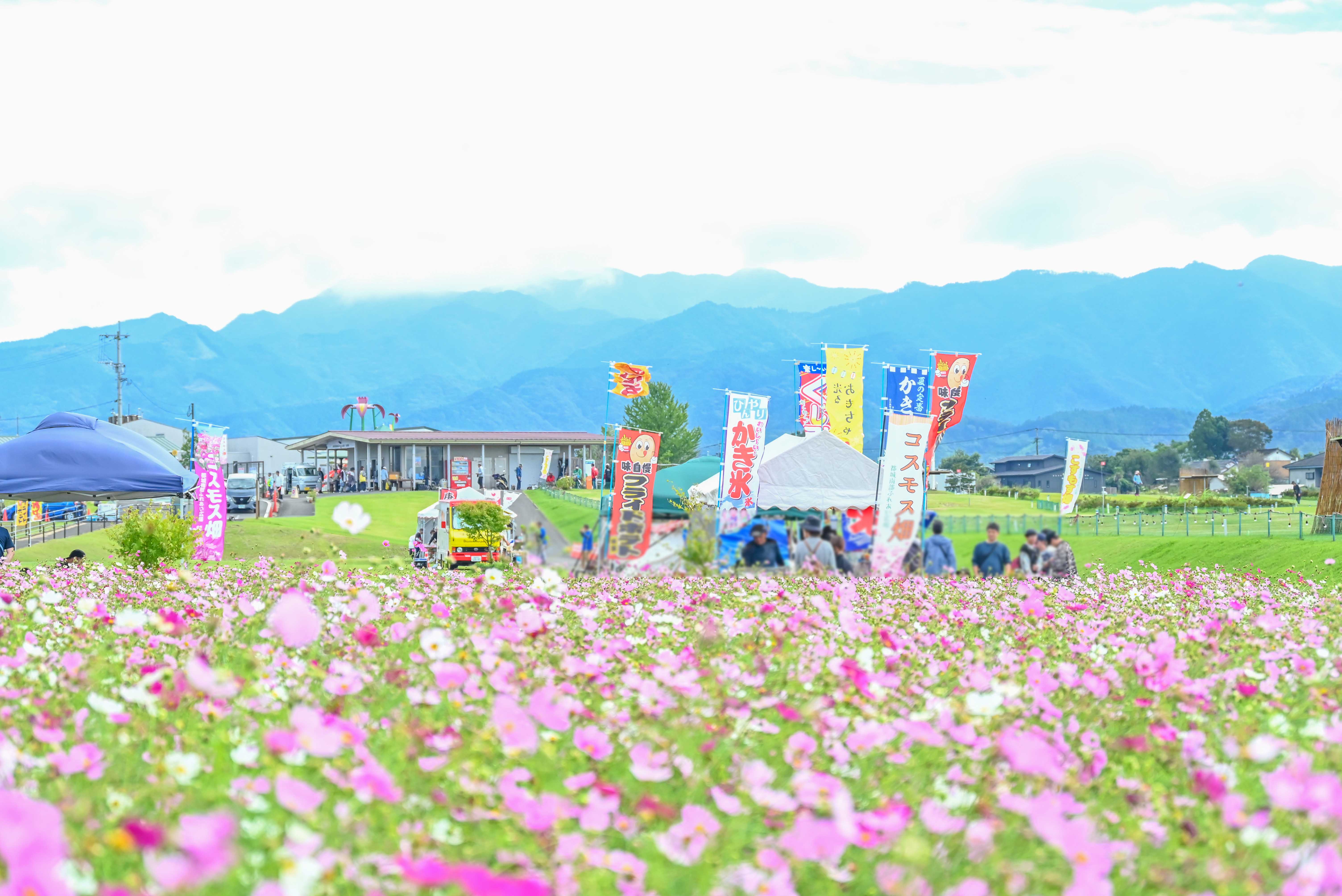 南部ふれあい広場コスモスまつり-1枚目-