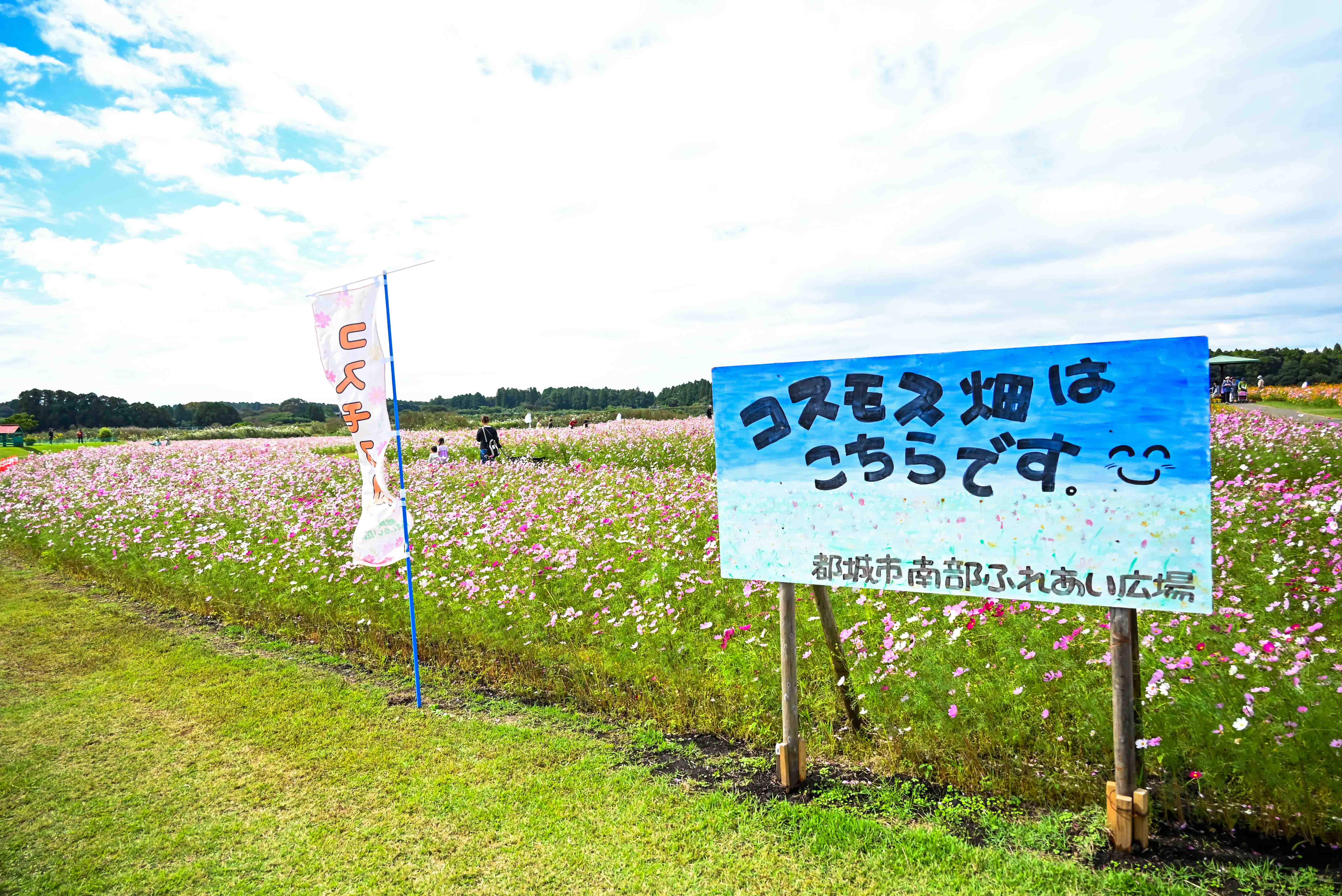南部ふれあい広場コスモスまつり-2枚目-