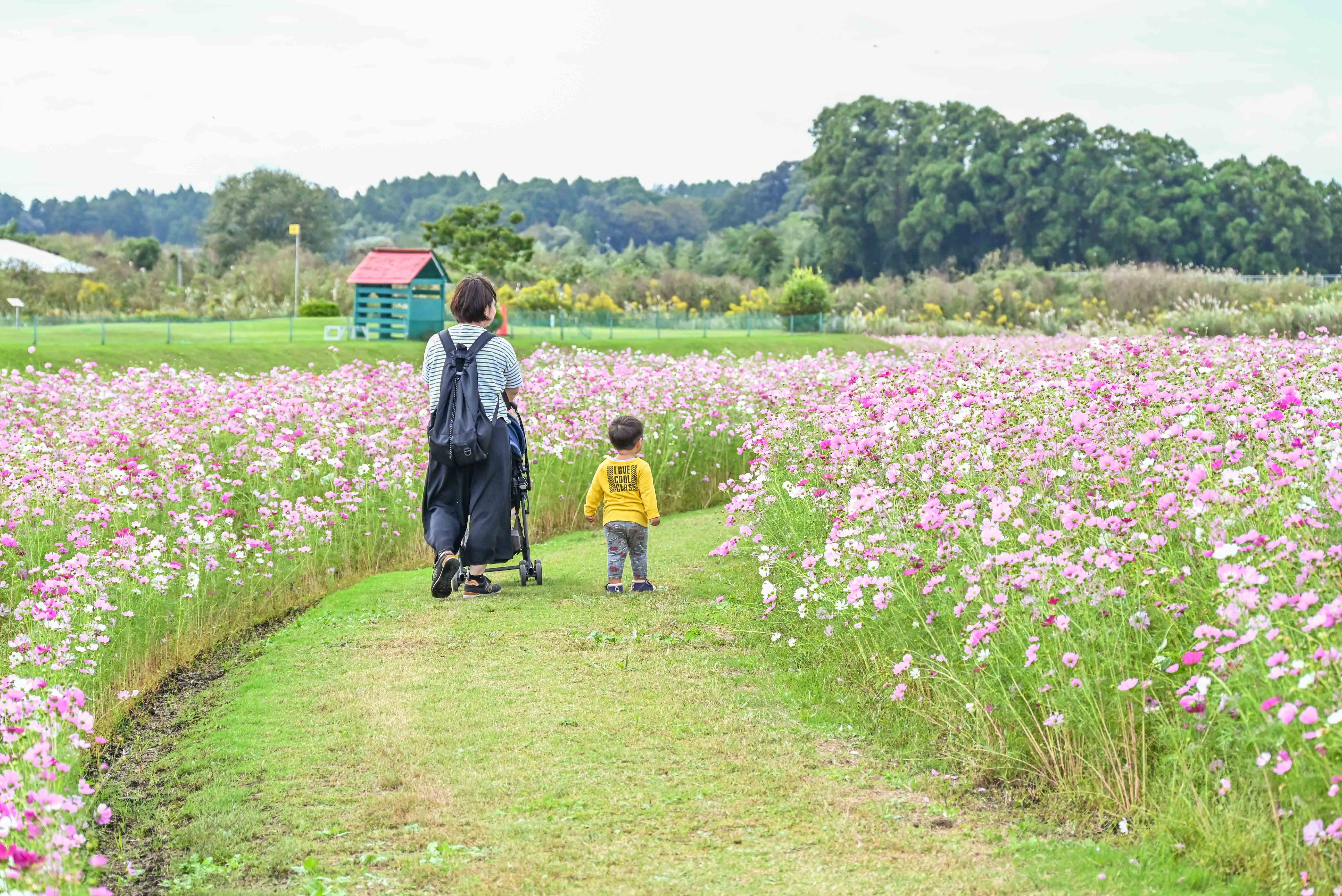 南部ふれあい広場コスモス畑まつり-3枚目-