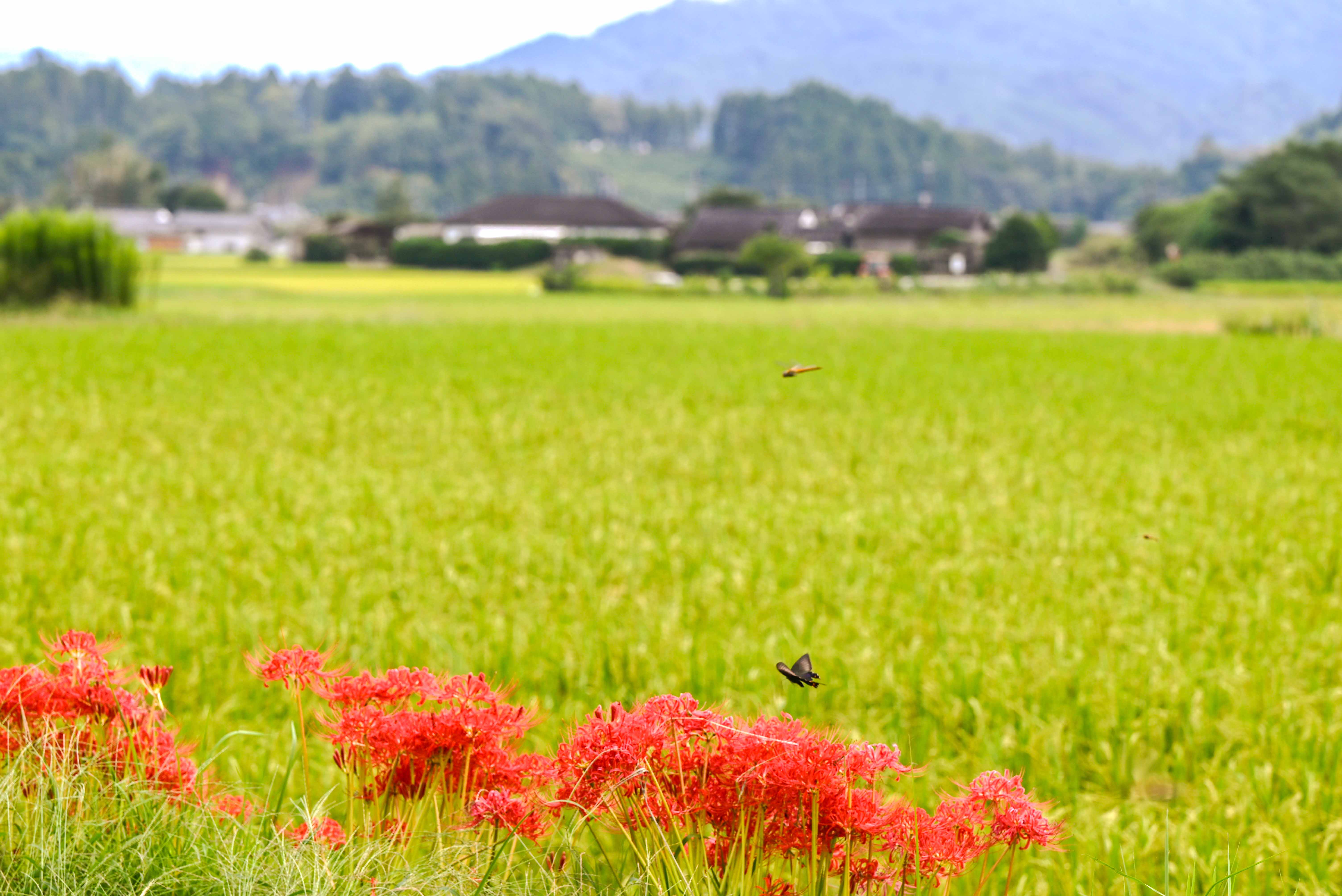 実る稲穂と彼岸花-1枚目-