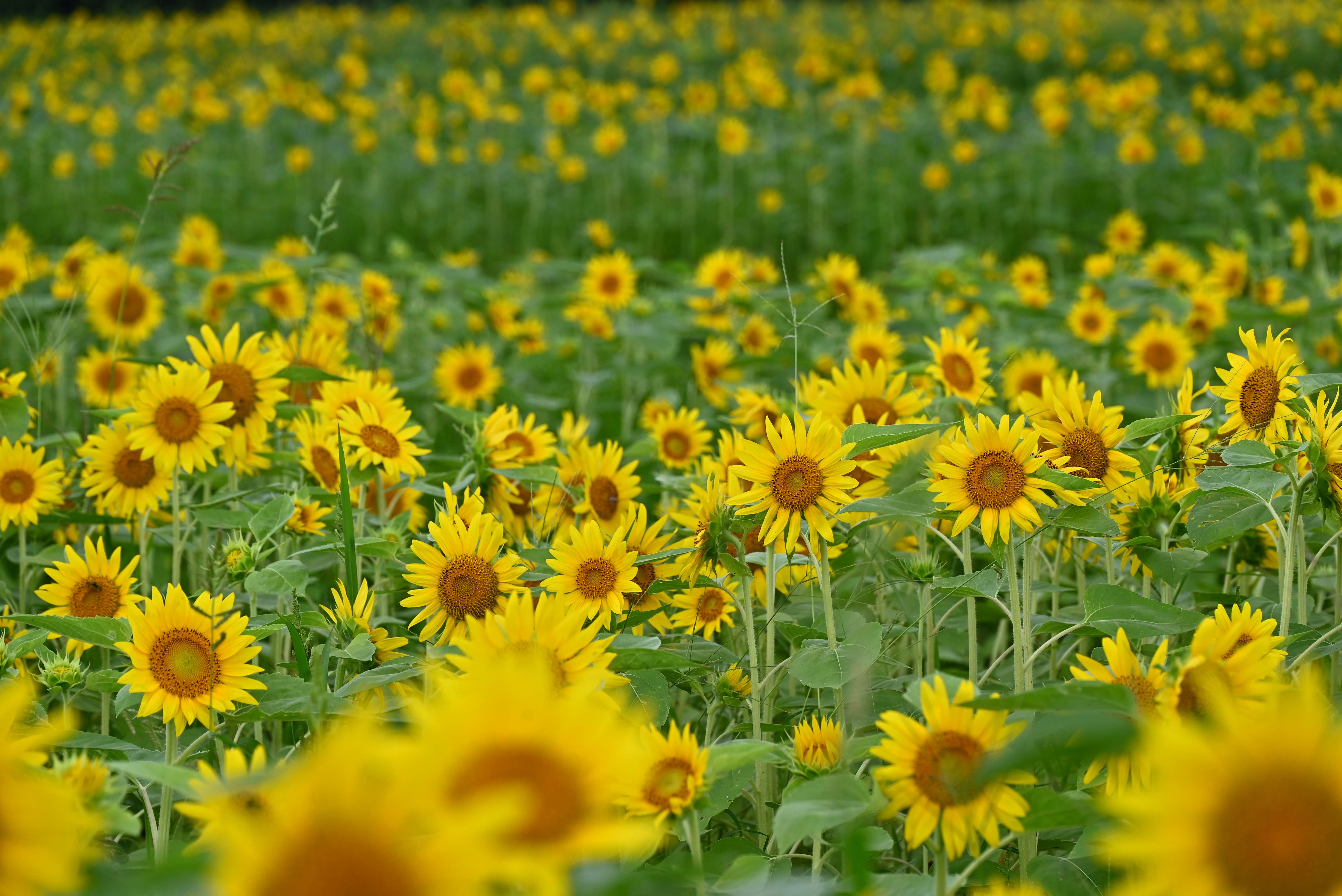 南部ふれあい広場ひまわり-4枚目-