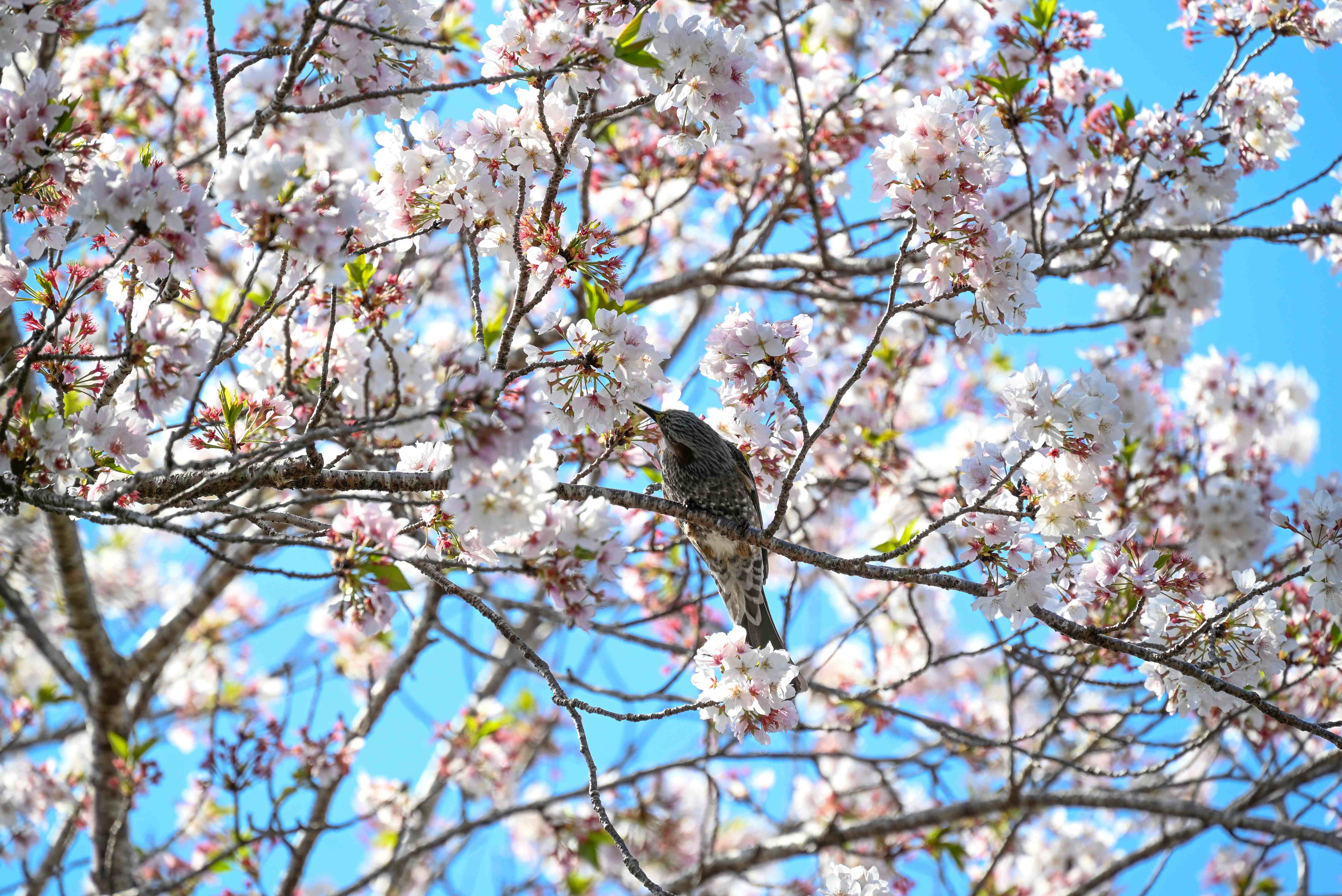 旧後藤家商家交流資料館-9枚目-