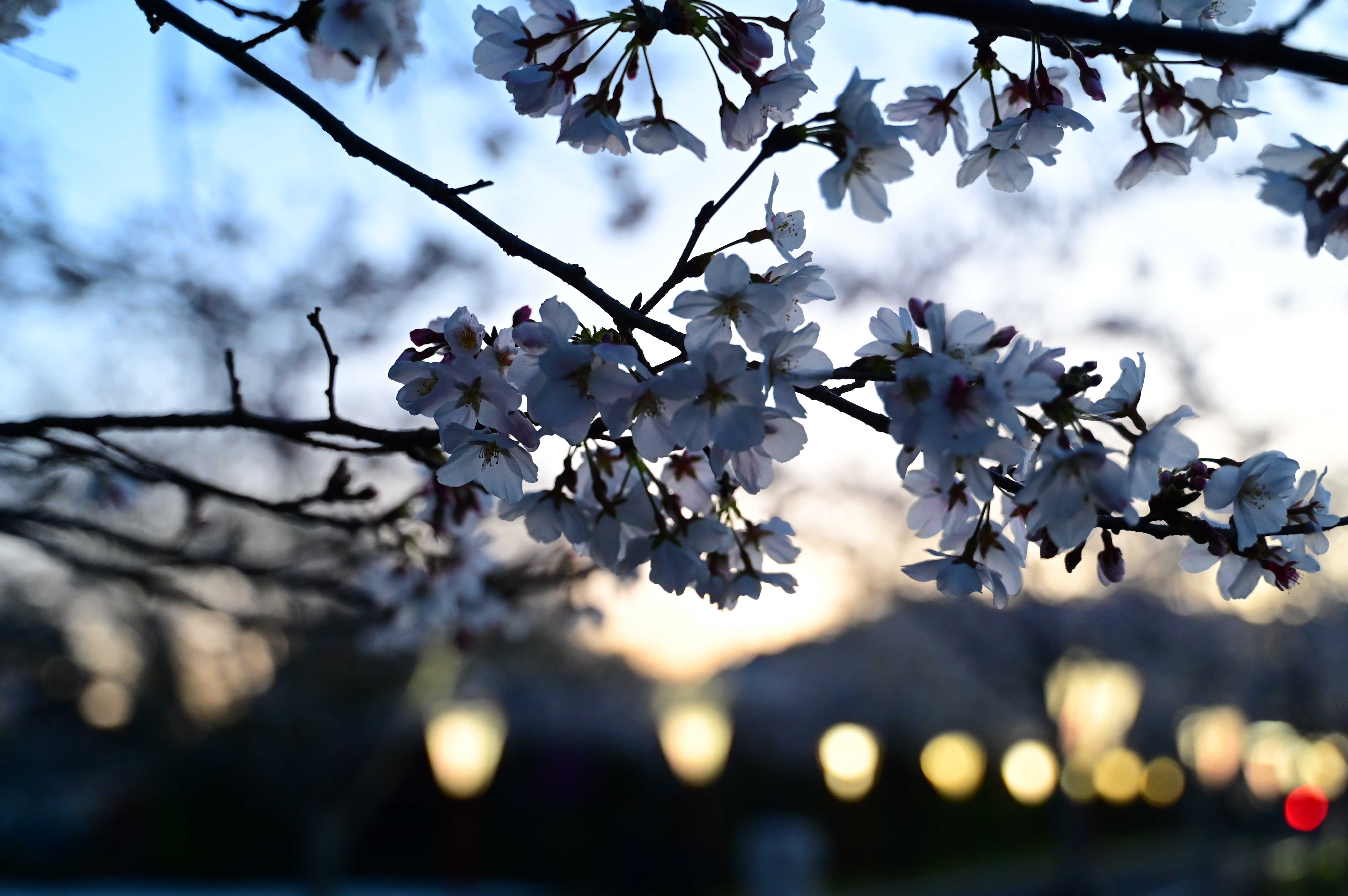 母智丘公園-15枚目-
