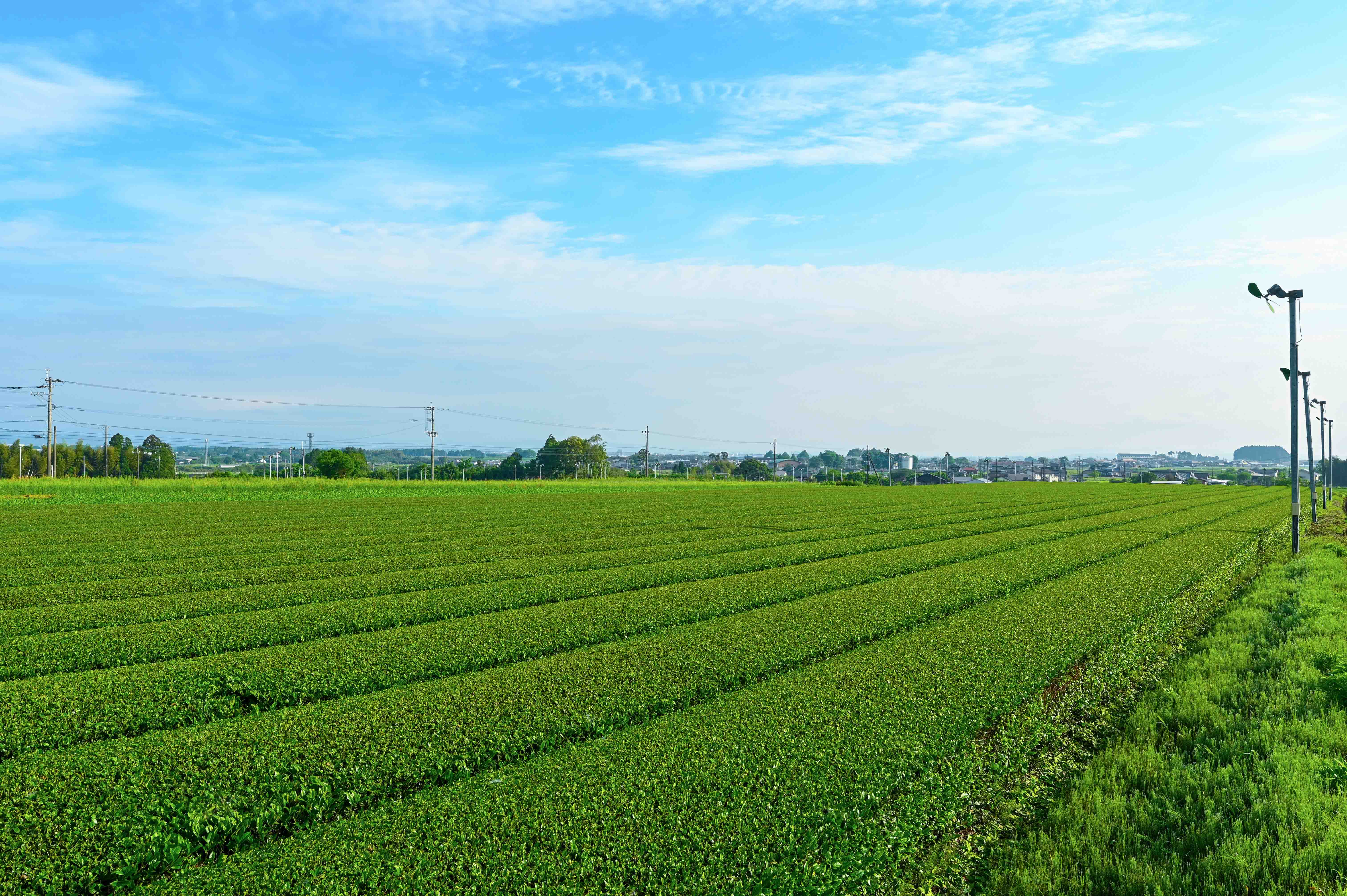 茶畑（梅北町）