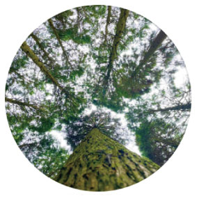 森林保全課のインスタアカウント写真