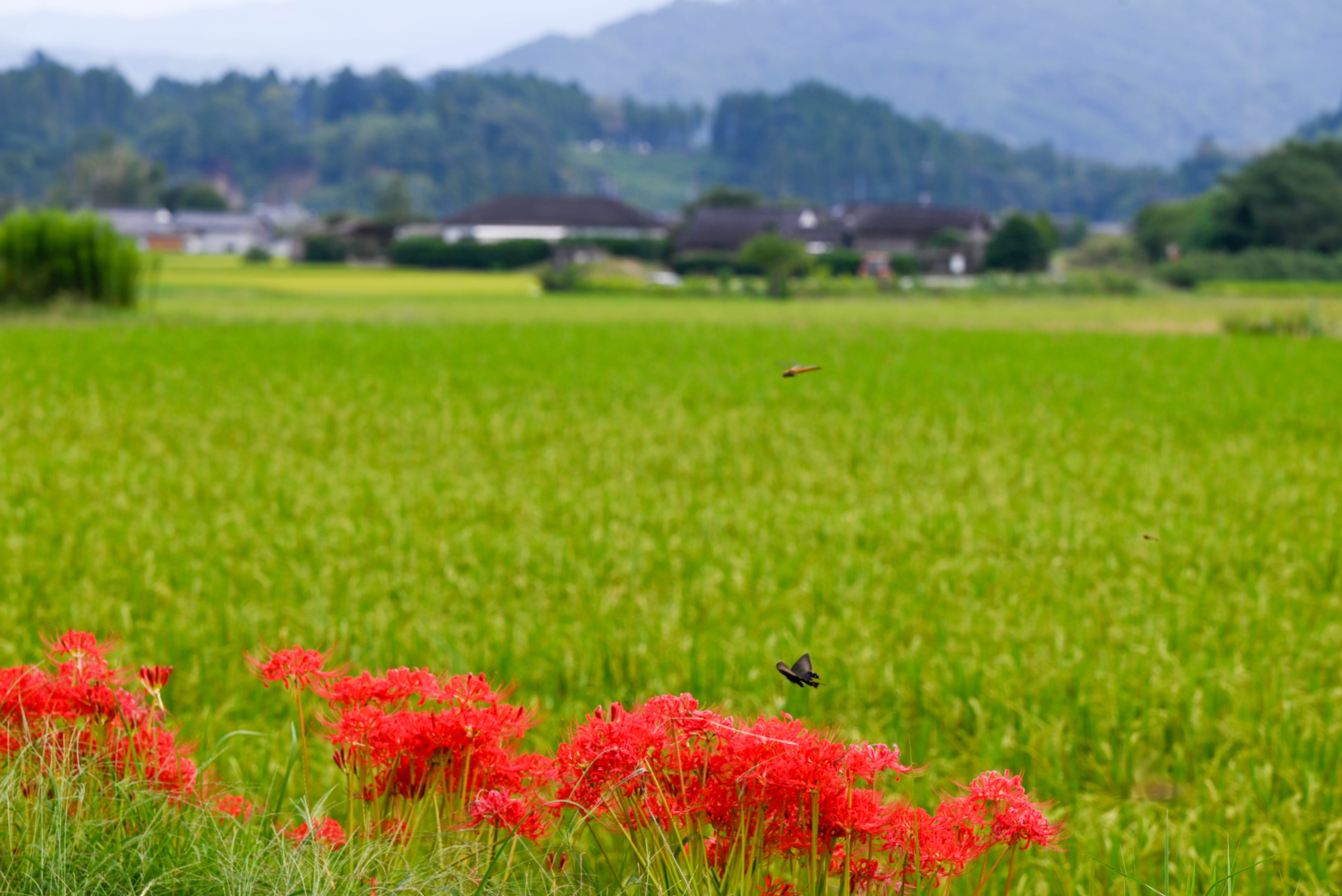 広報都城令和7年11月号届けたい都城の風景「実る稲穂と彼岸花」の写真