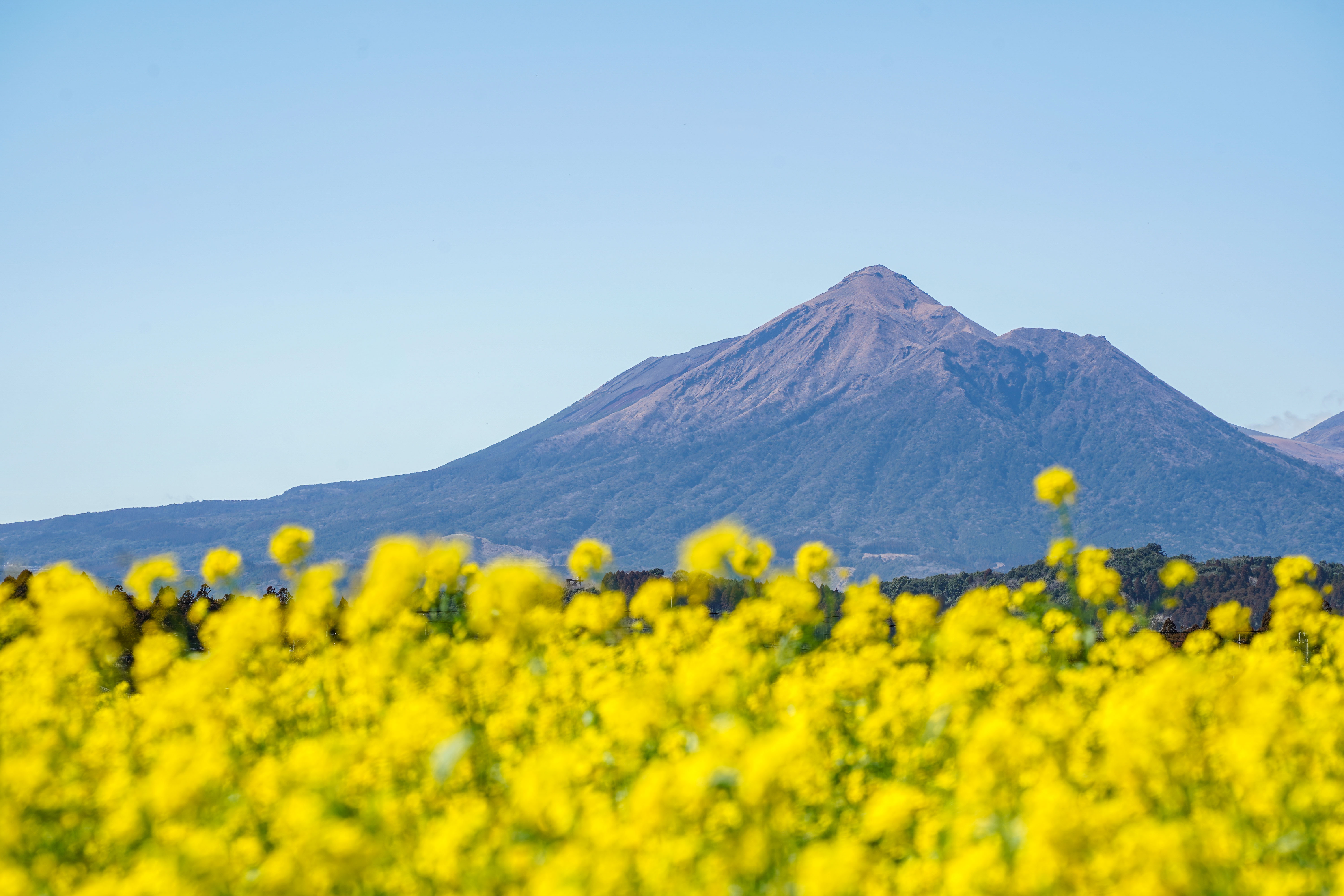 広報都城令和8年4月号届けたい都城の風景「菜の花と霧島山」の写真