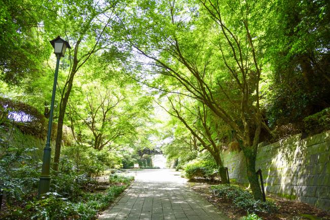 城山公園入口の並木道